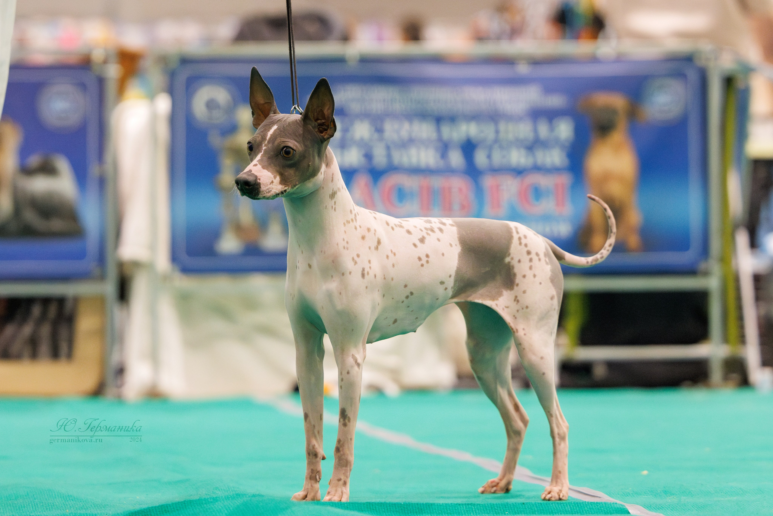 Минск 23.11.2024. Фотограф-анималист Юлия Германика