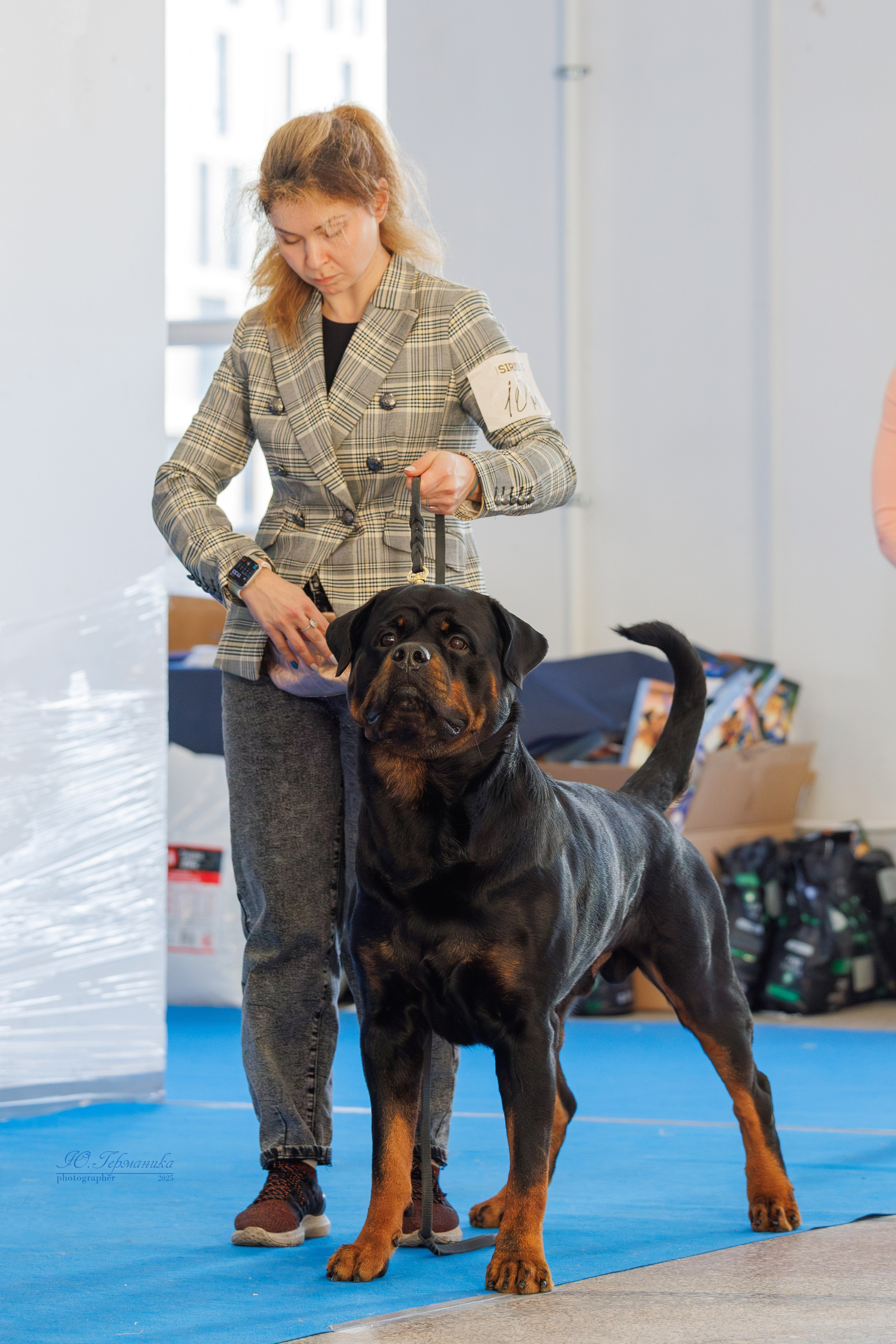 Питер ротвейлеры 18.01,Крокус 19.01.2025. Фотограф-анималист Юлия Германика