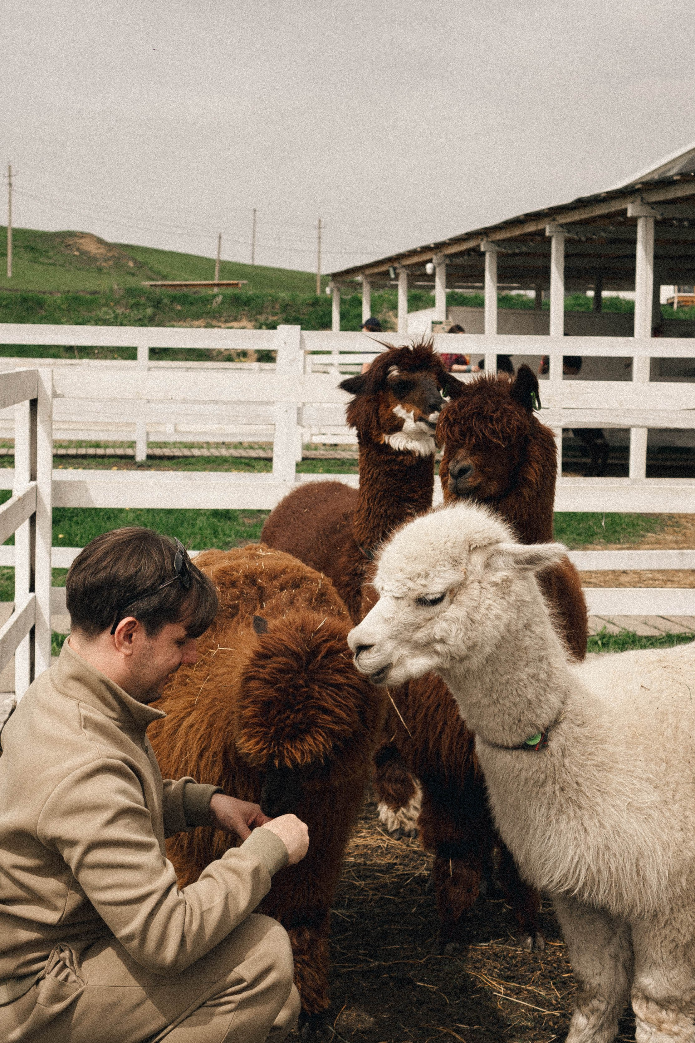 Ферма Альпак. Профессиональный фотограф, Санкт-Петербург — Виктория Богомолова