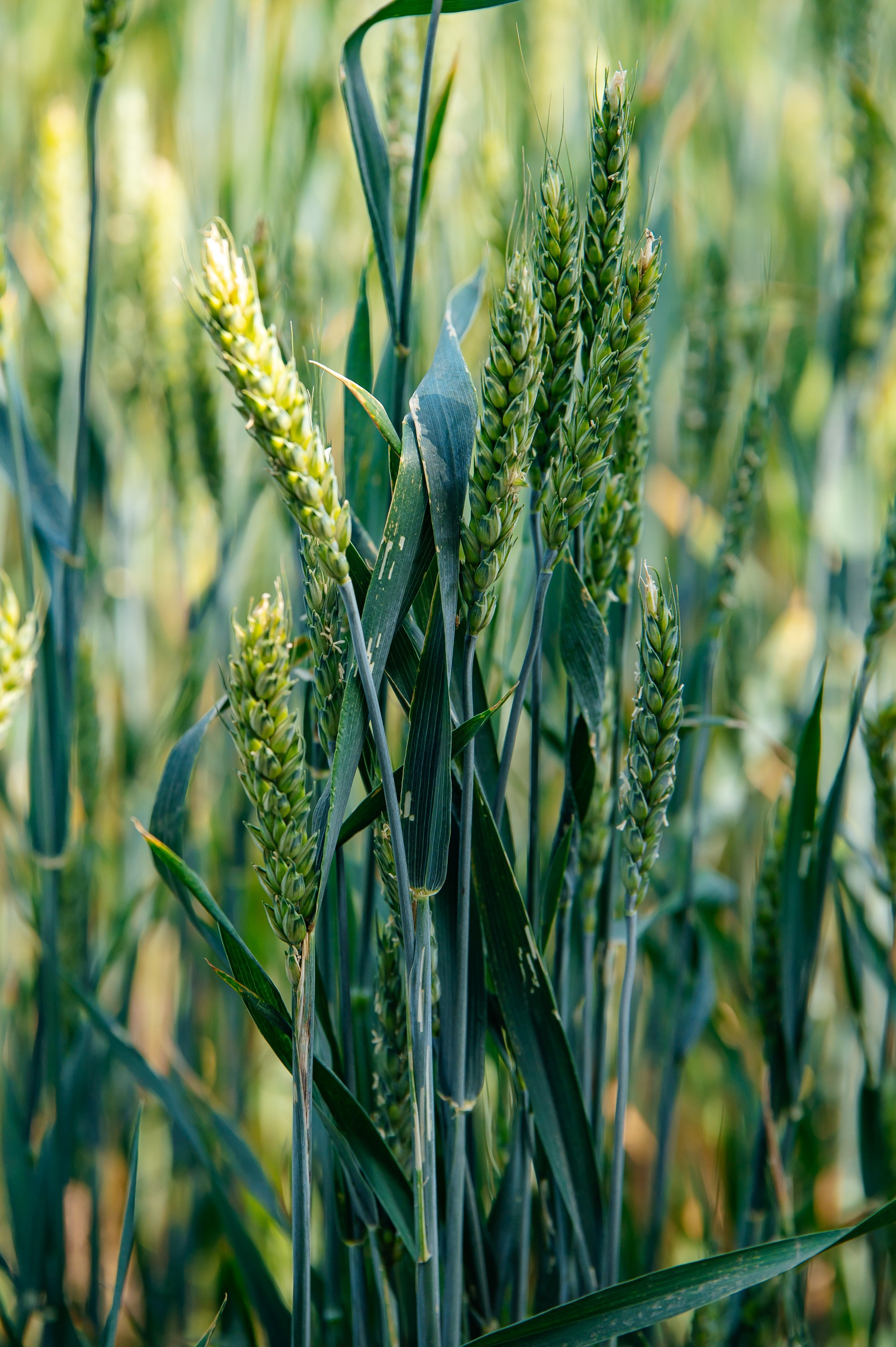 День поля. Главная