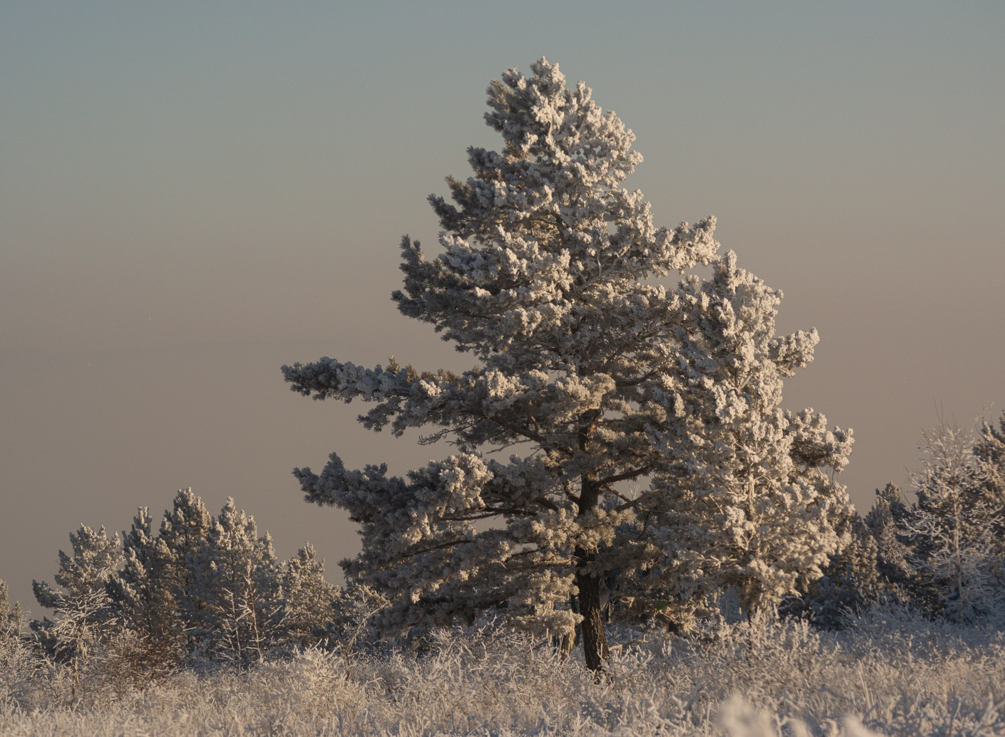 Разное. Репортажный фотограф г. Чита