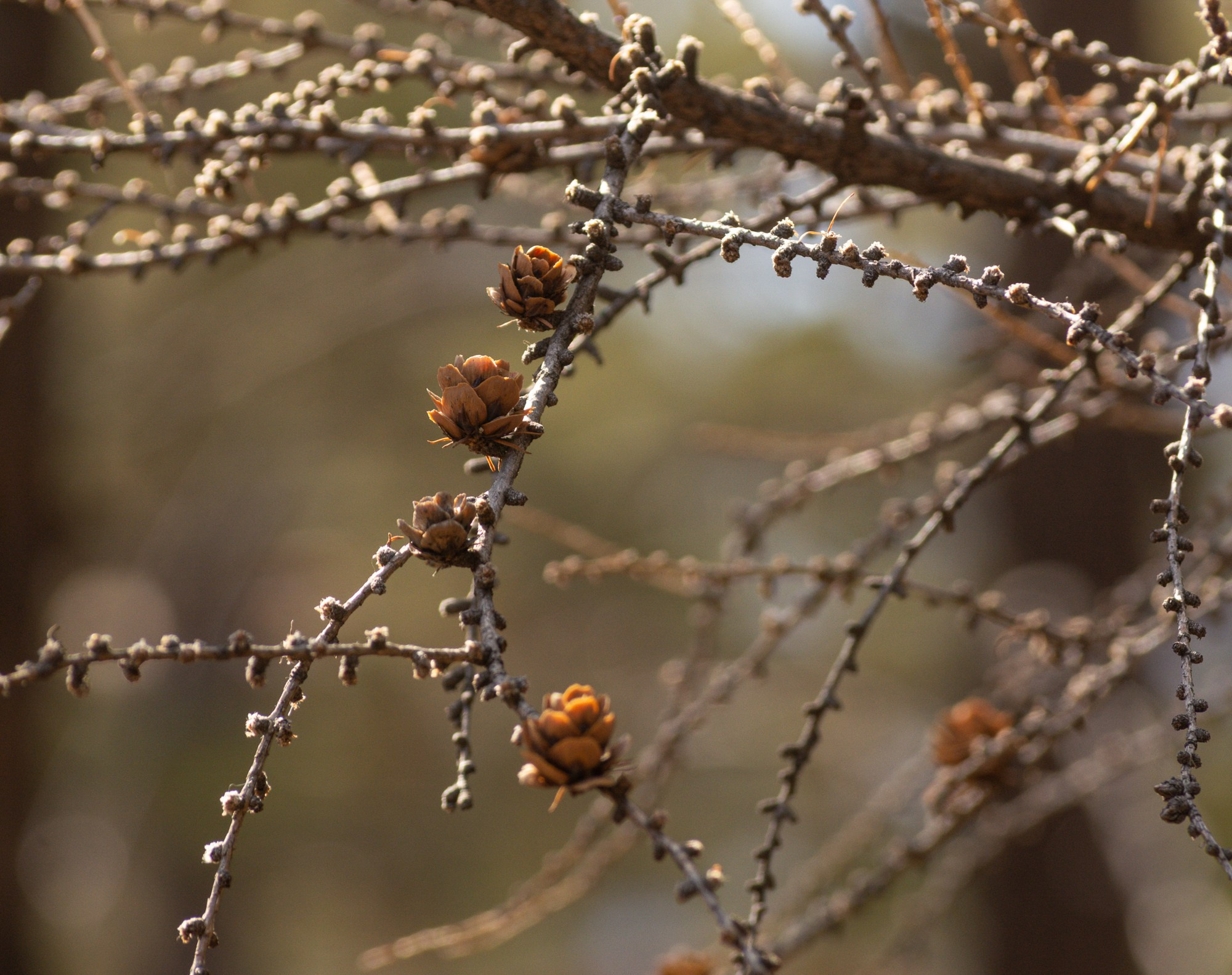 Разное. Репортажный фотограф г. Чита