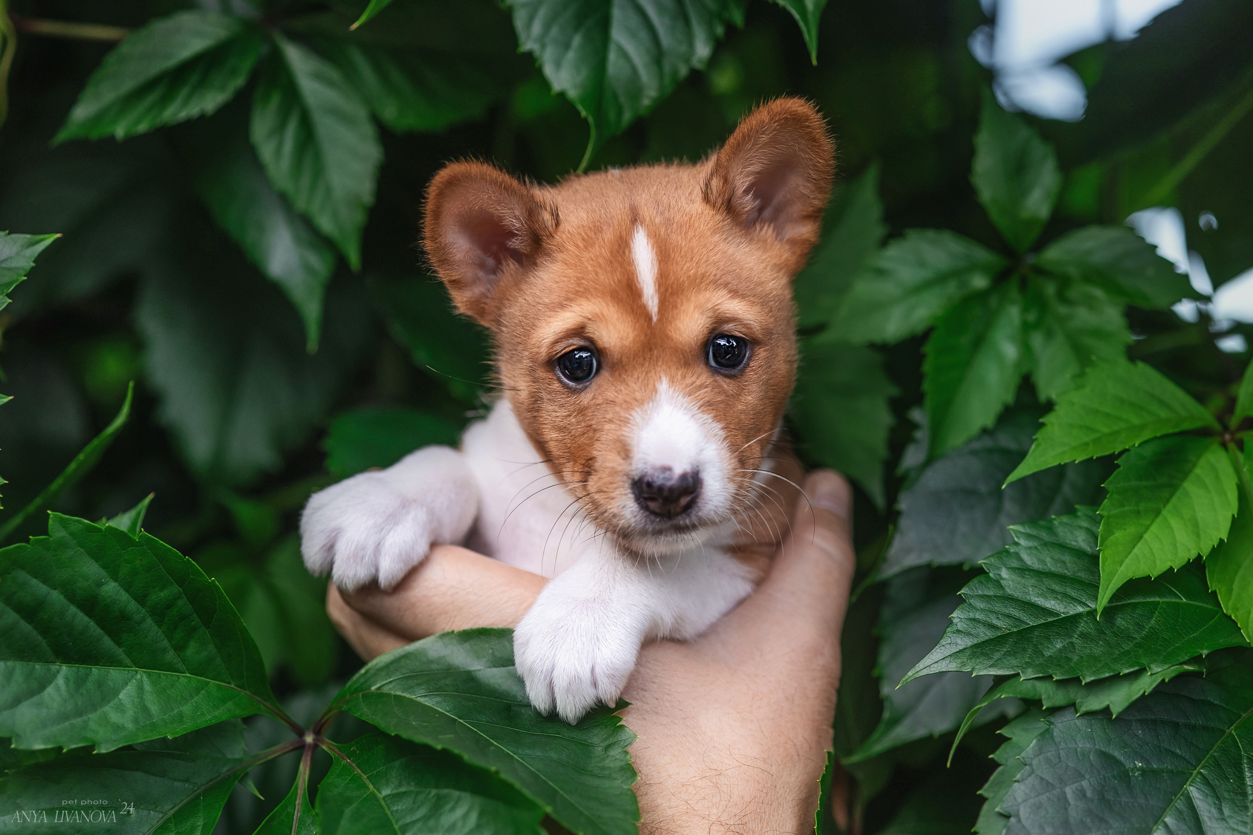 Басенджи. Фотограф анималист Аня Ливанова | Рыбинск