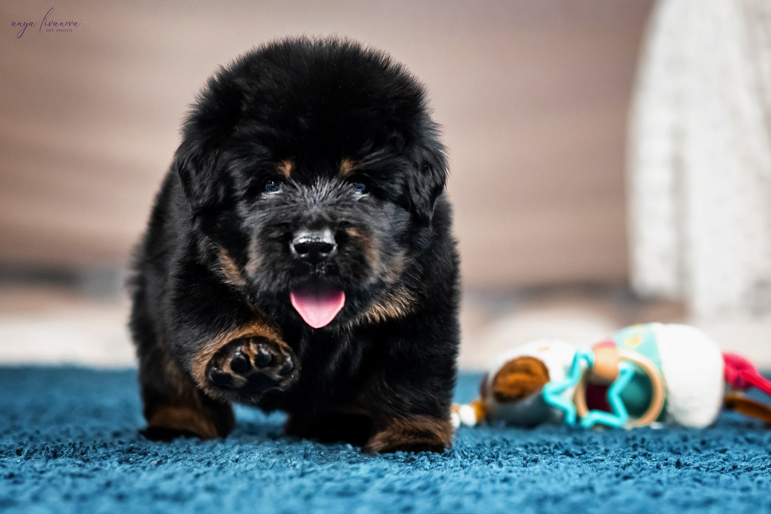 Тибеты. Фотограф анималист Аня Ливанова | Рыбинск