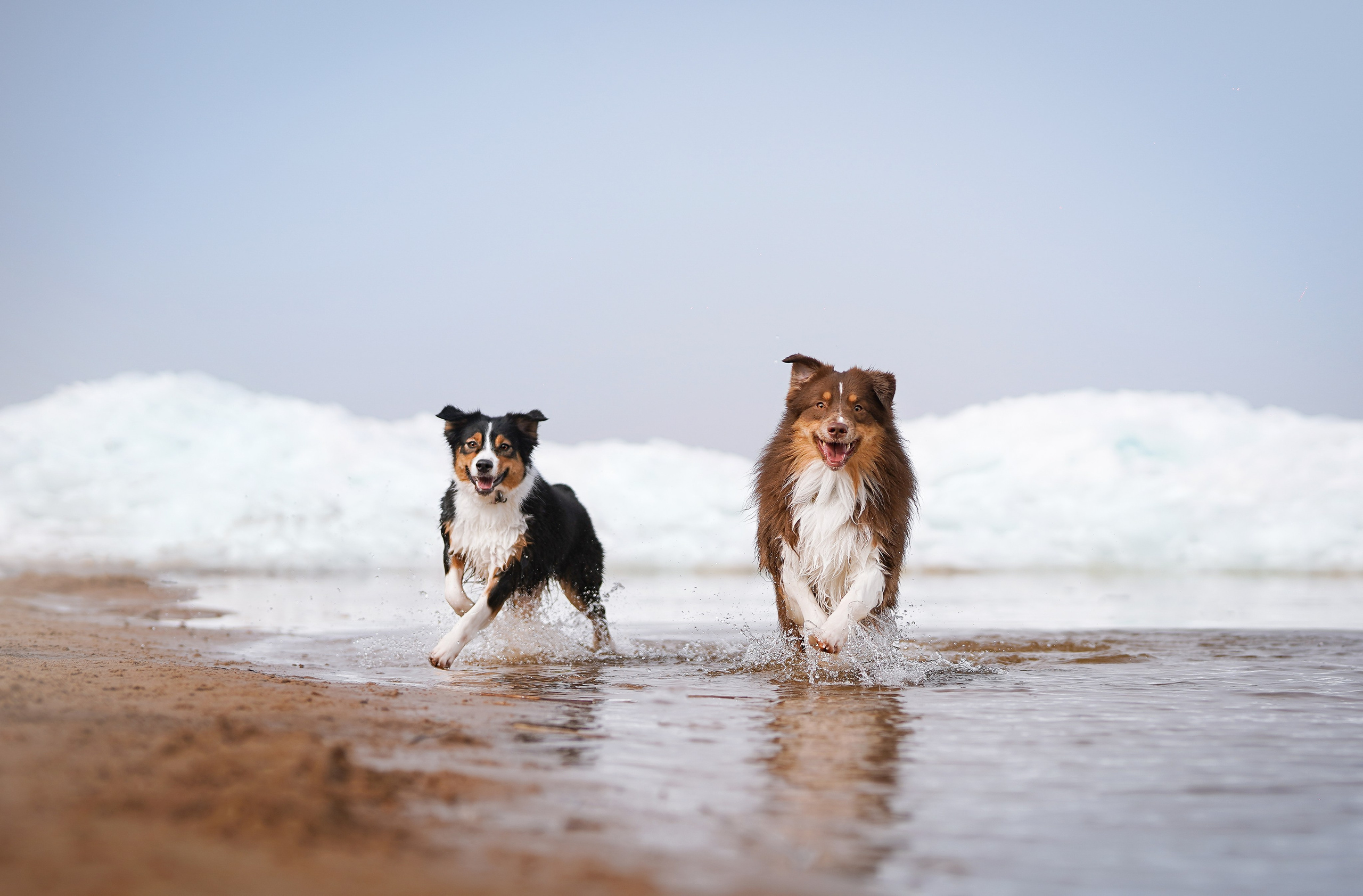 Аусси на Ладоге. Фотограф-анималист в Санкт-Петербурге Яна Мартынова