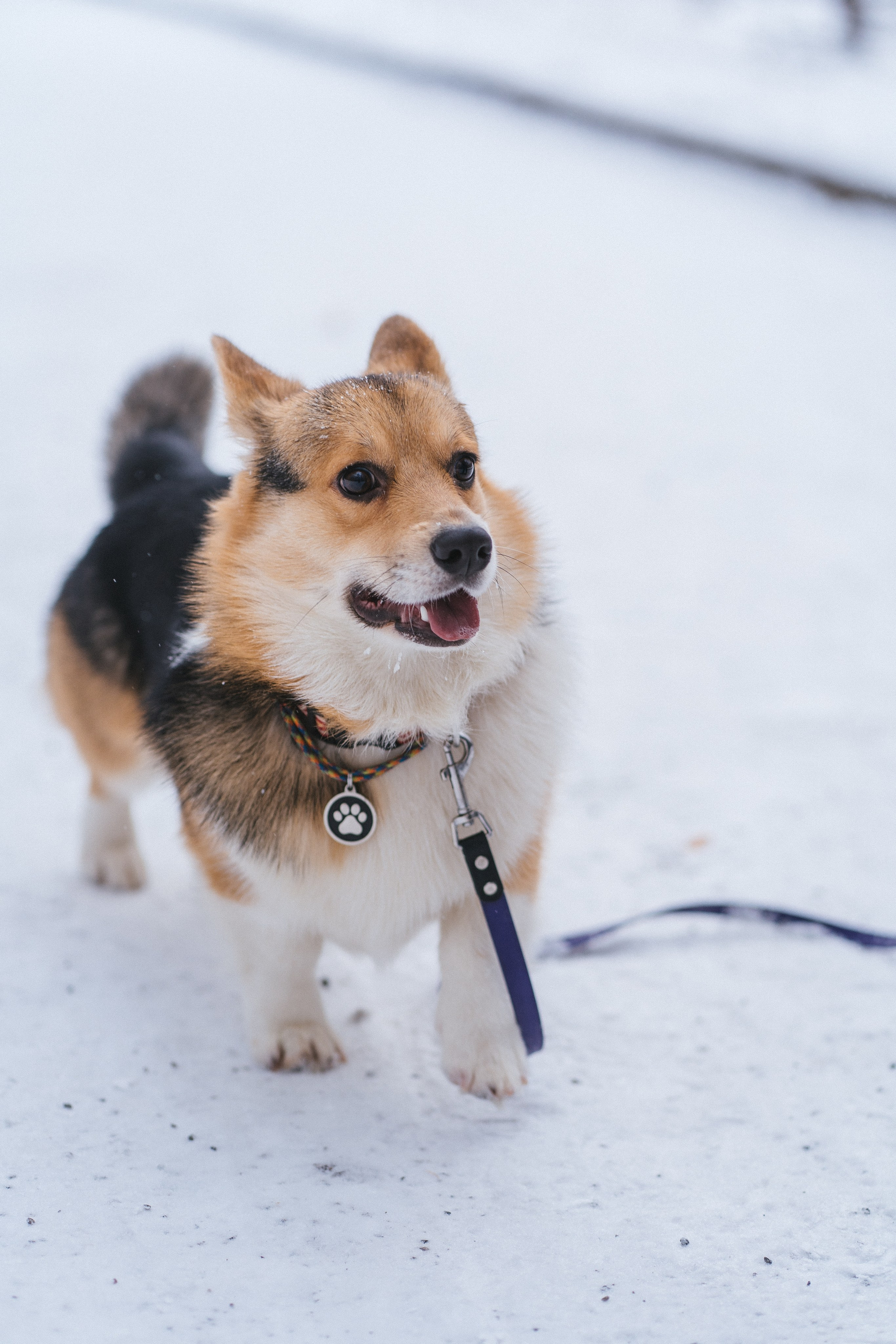 Каспер и Полина. Свадебный фотограф в Москве Анна Полушина