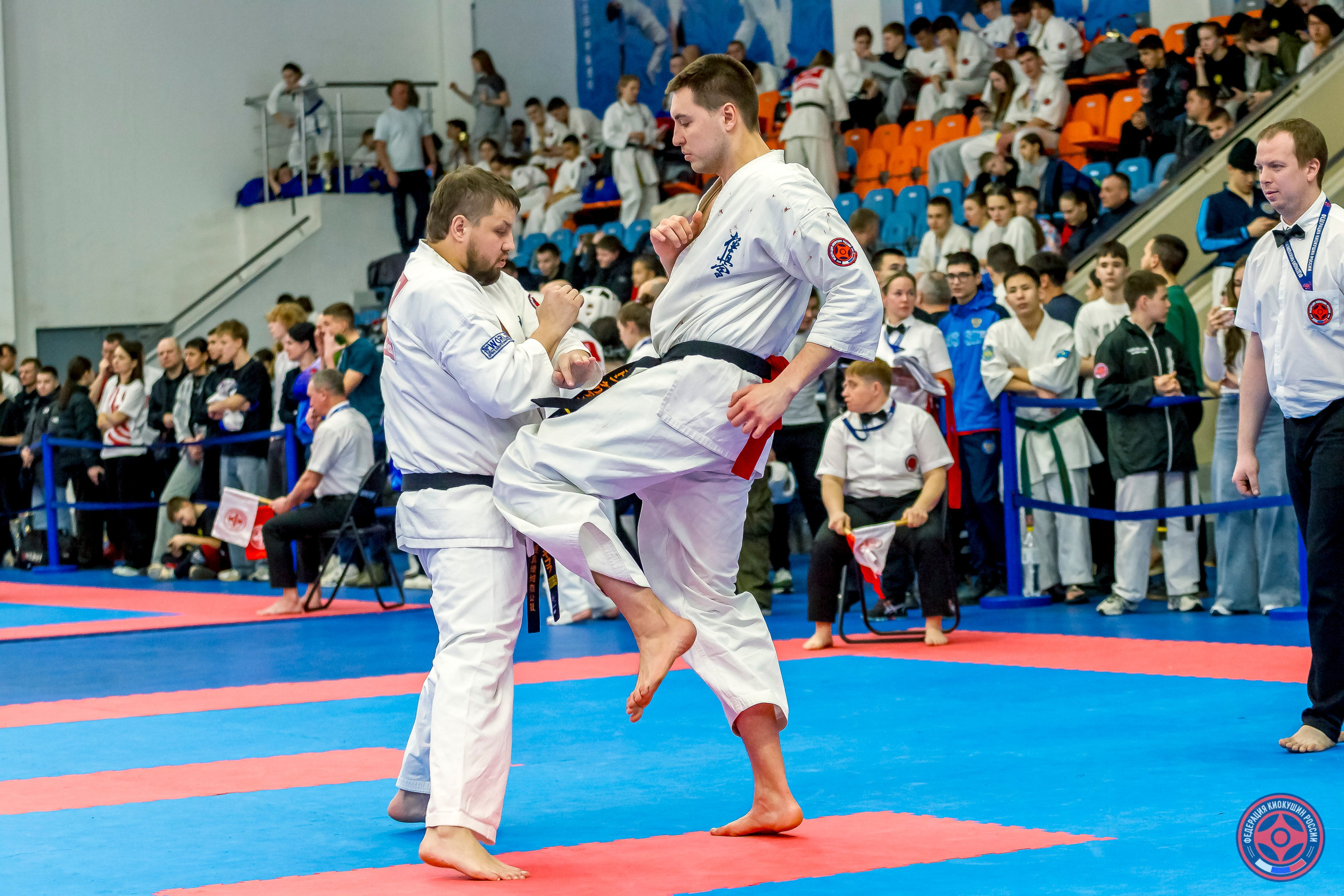 Международный турнир по киокушин «Открытый кубок Seiken». Репортажная съемка в Москве и области. Анималистика