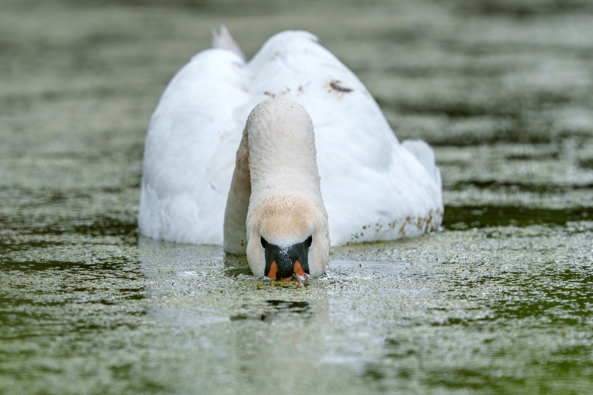 Удивительные мир птиц. Вокруг нас столько прекрасного — присмотритесь!. Ваш личный фотограф Марина Волкова