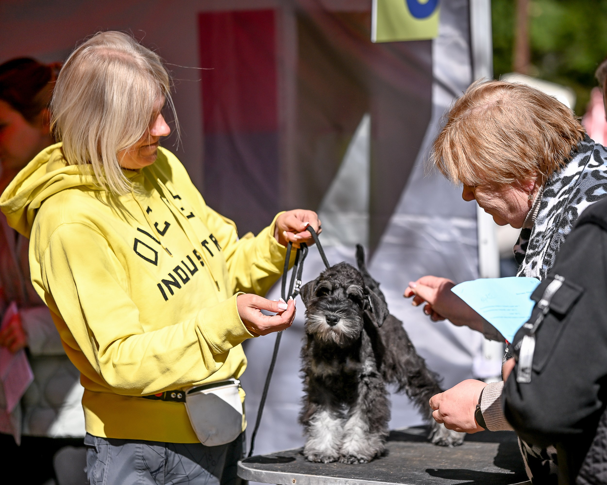 Delinso Balance Chivas Regal (Li Mu Zi Chinese Dragon x Delinso Balance Onyrico Tahoe)