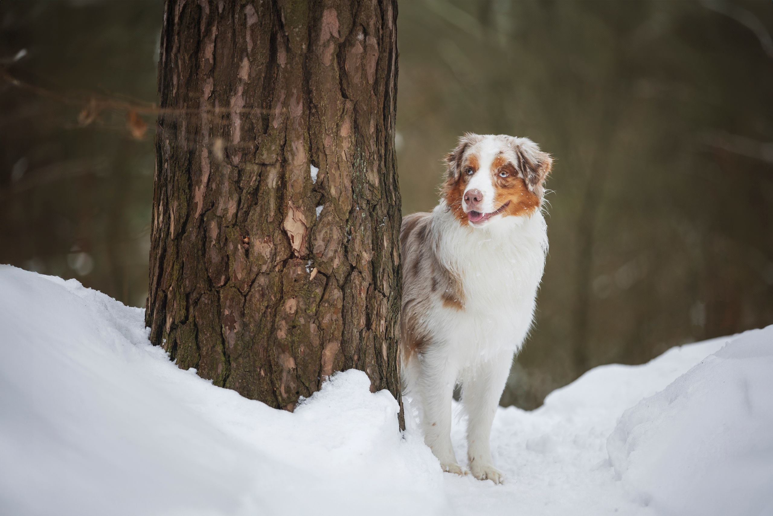 Дария, Макс, Сезам и Чили. Фотограф анималист в Москве Майорова Евгения