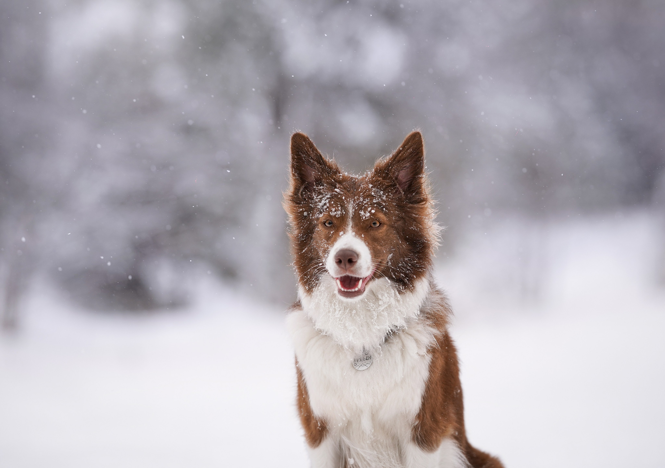 Красно-рыжая банда. Фотограф-анималист в Санкт-Петербурге Яна Мартынова