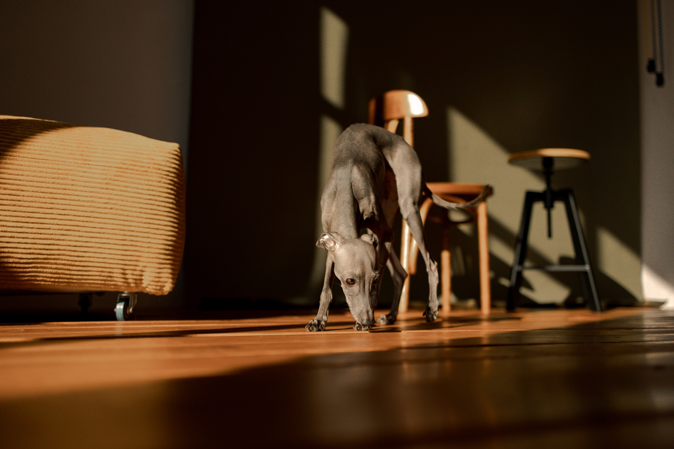 Ксюша и Луна. Фотограф — Анималист | Санкт-Петербург