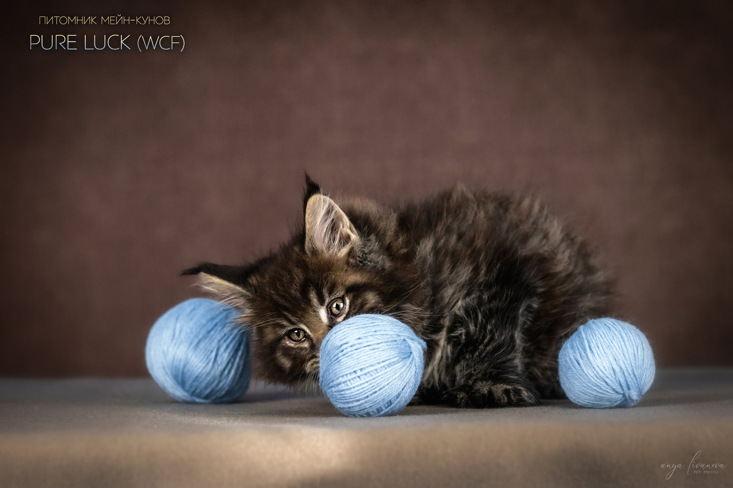 Мейнкуны. Фотограф анималист Аня Ливанова | Рыбинск