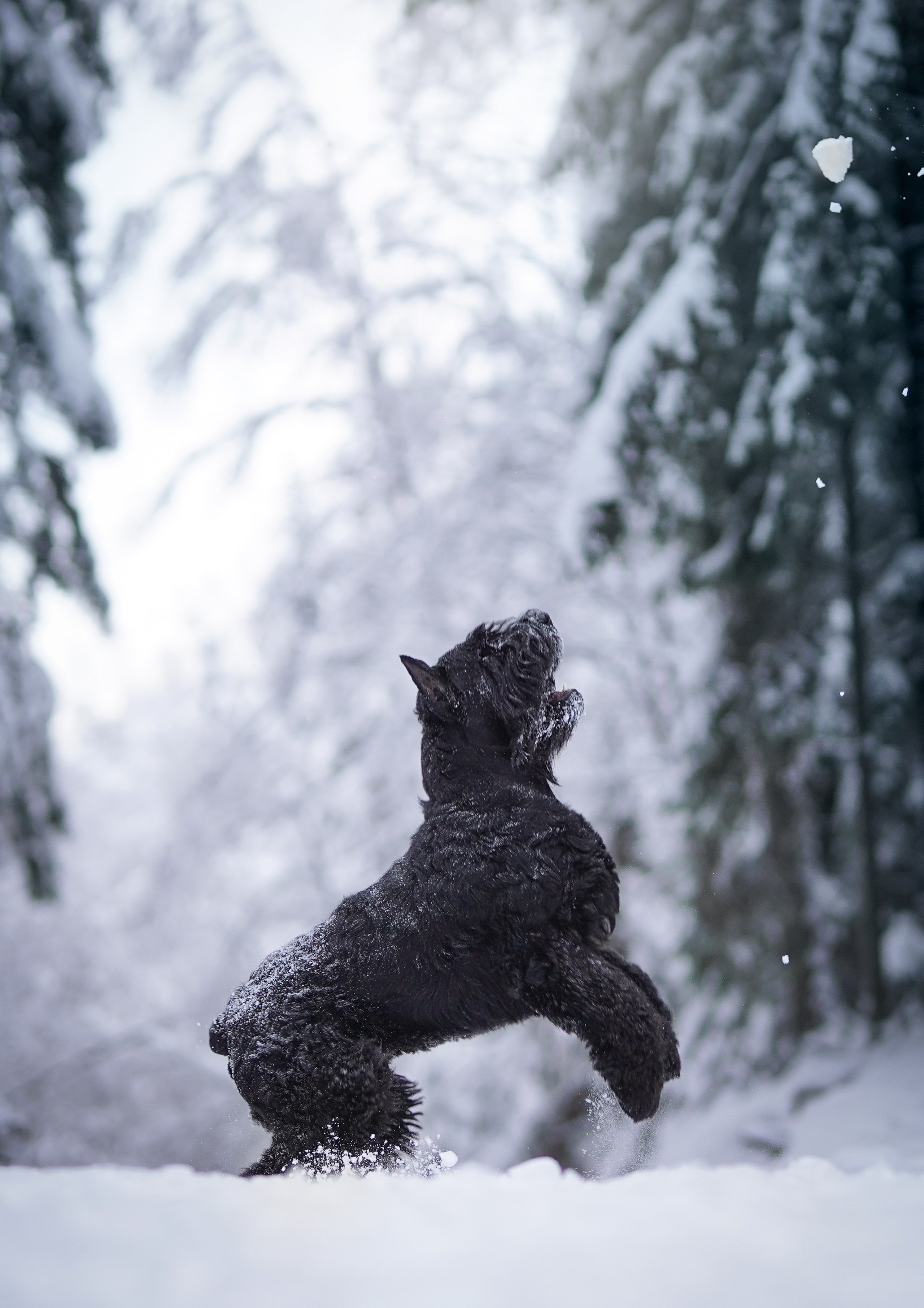 Оля Миша и шнауцеры. Фотограф-анималист в Санкт-Петербурге Яна Мартынова
