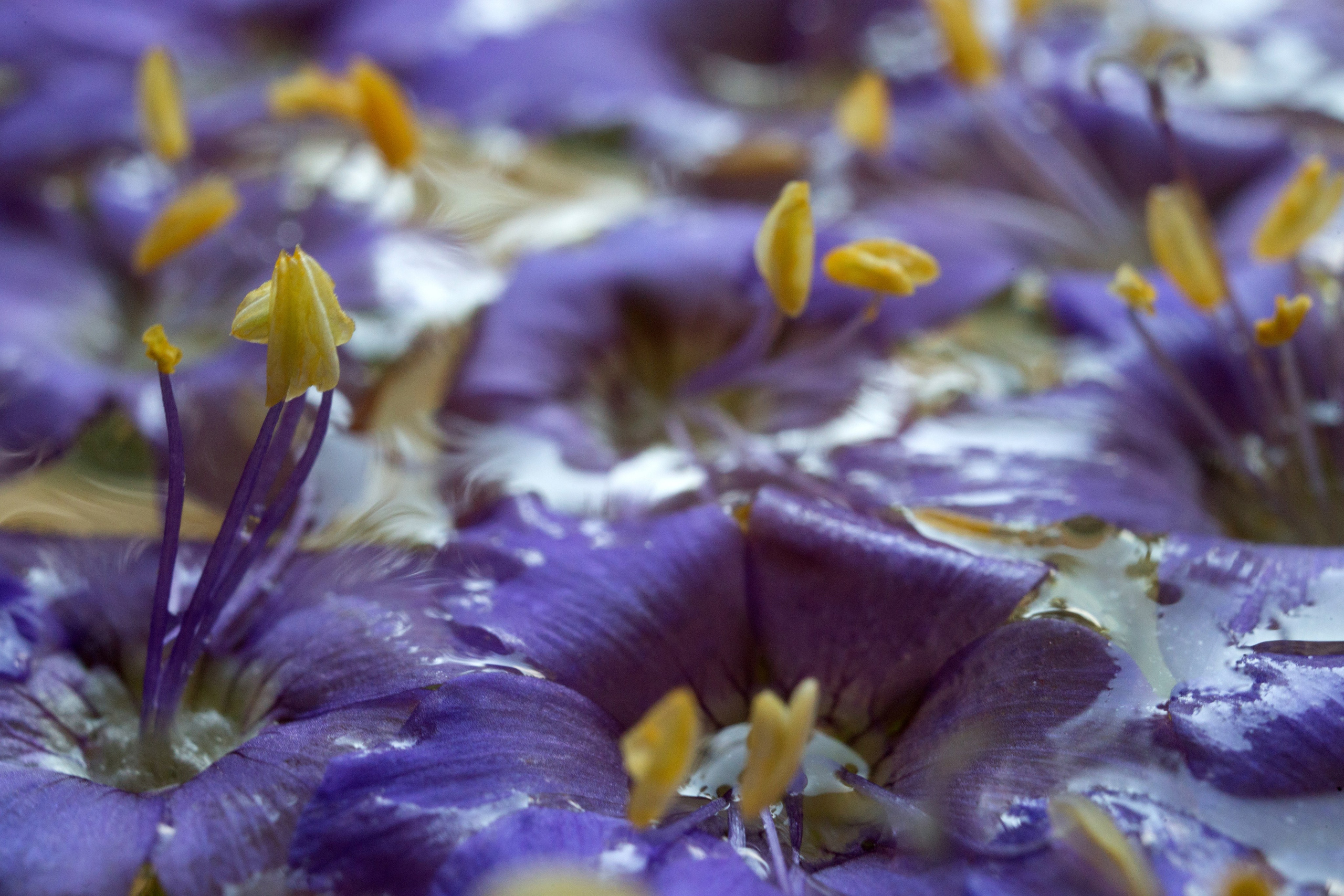 Макро. Фотограф Лагутин Анатолий