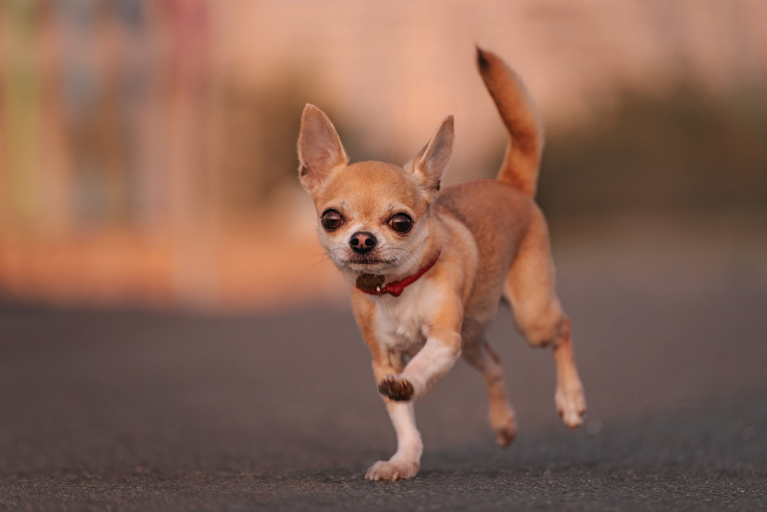 Прогулка: чихуахуа Хенни и Алина во Владивостоке. Портфолио