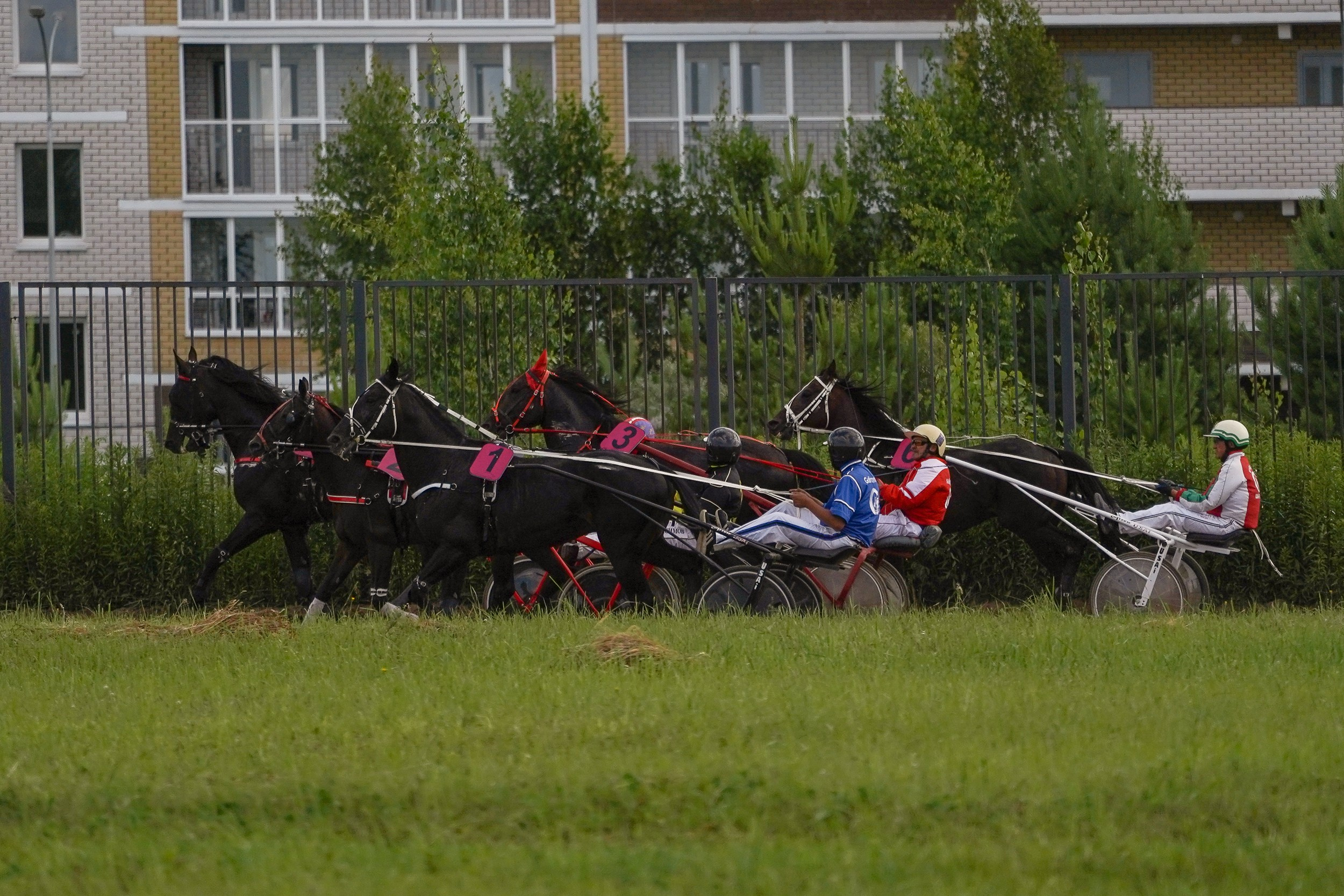 III конные бега на Кубок Главы Чувашии. Фотограф-анималист, портретный фотограф в Чебоксарах Мария Садыкова