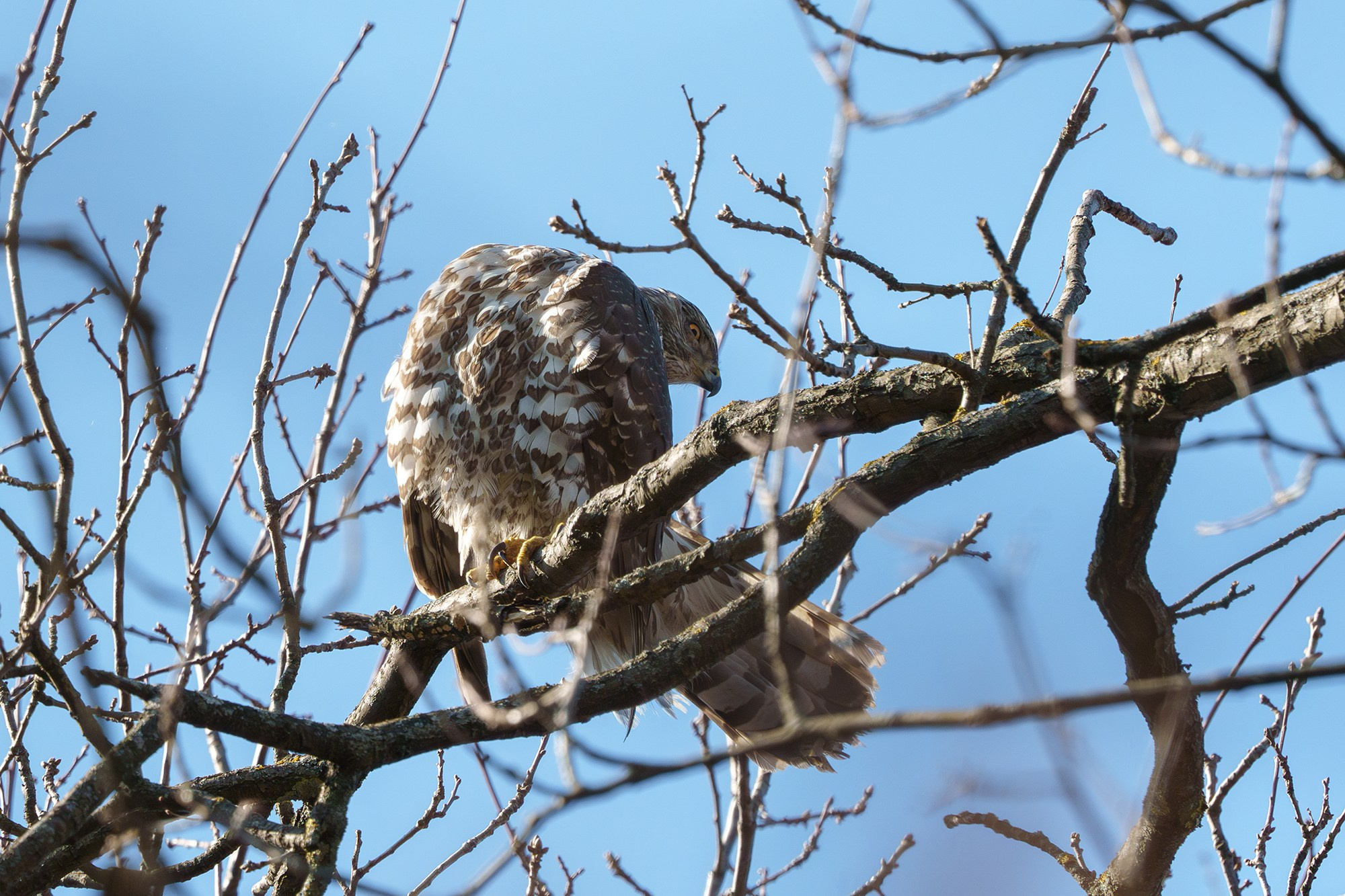 Удивительные мир птиц. Вокруг нас столько прекрасного — присмотритесь!. Ваш личный фотограф Марина Волкова