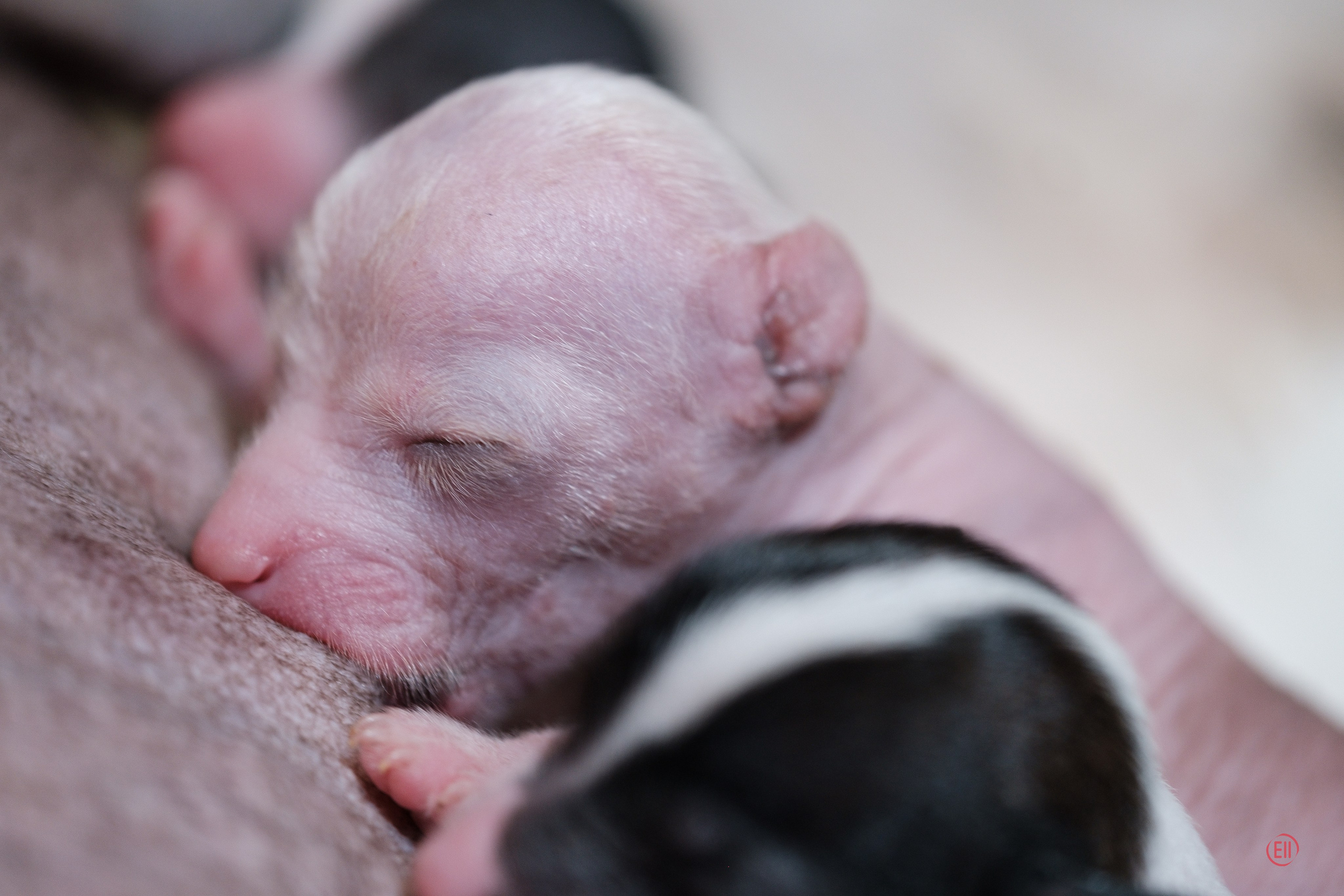 4-й день. Poale Ell Dora