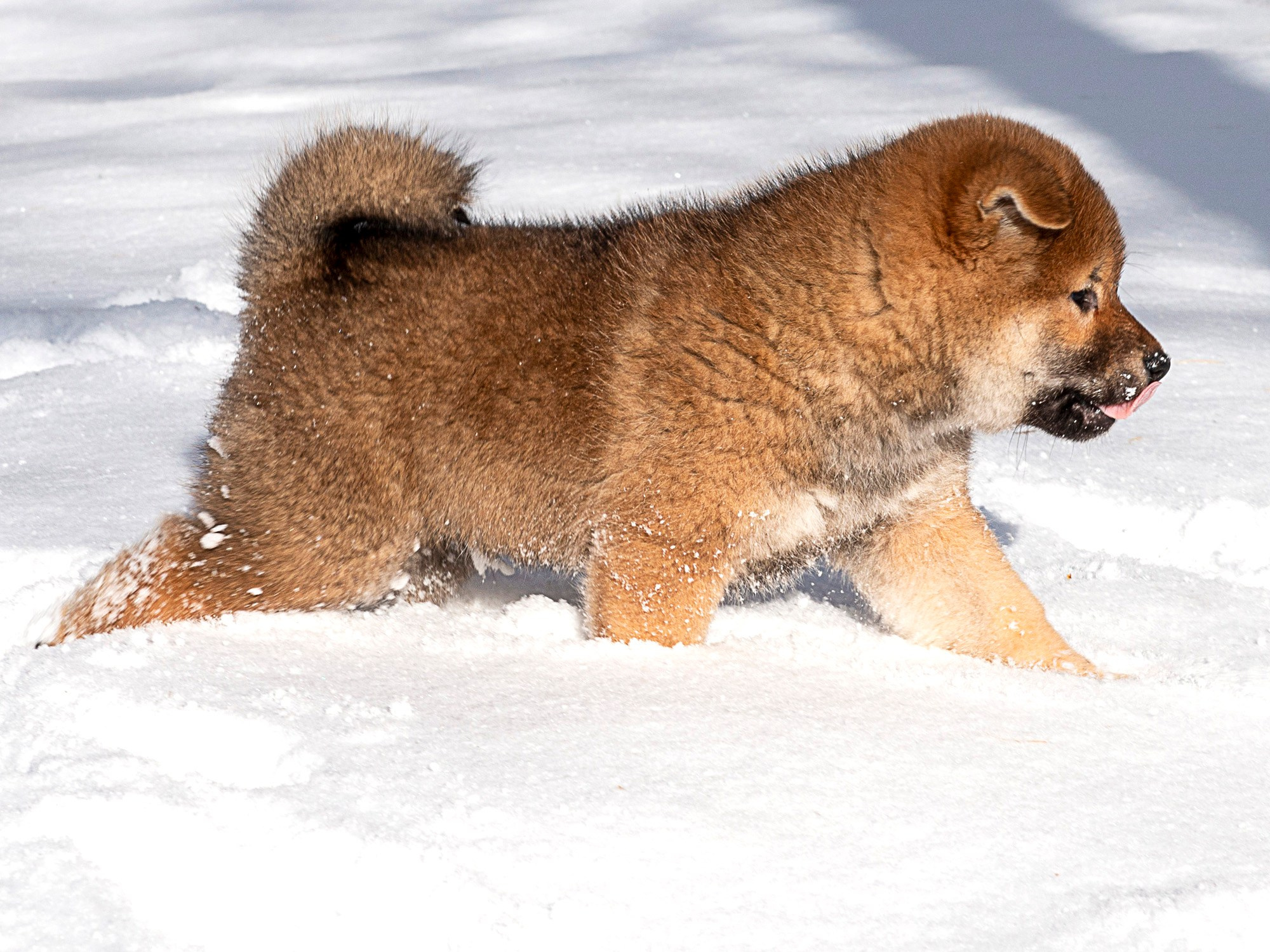 Съемка животных, фотосъемка животных для продажи, фотосъемка животных для объявлений, съемка животных для авито, съемка животных для выставки, съемка животных для каталога. Съемка собак, съемка кошек, съемка домашних животных, съемка домашних питомцев, фотосъемка щенков, фотосъемка котят