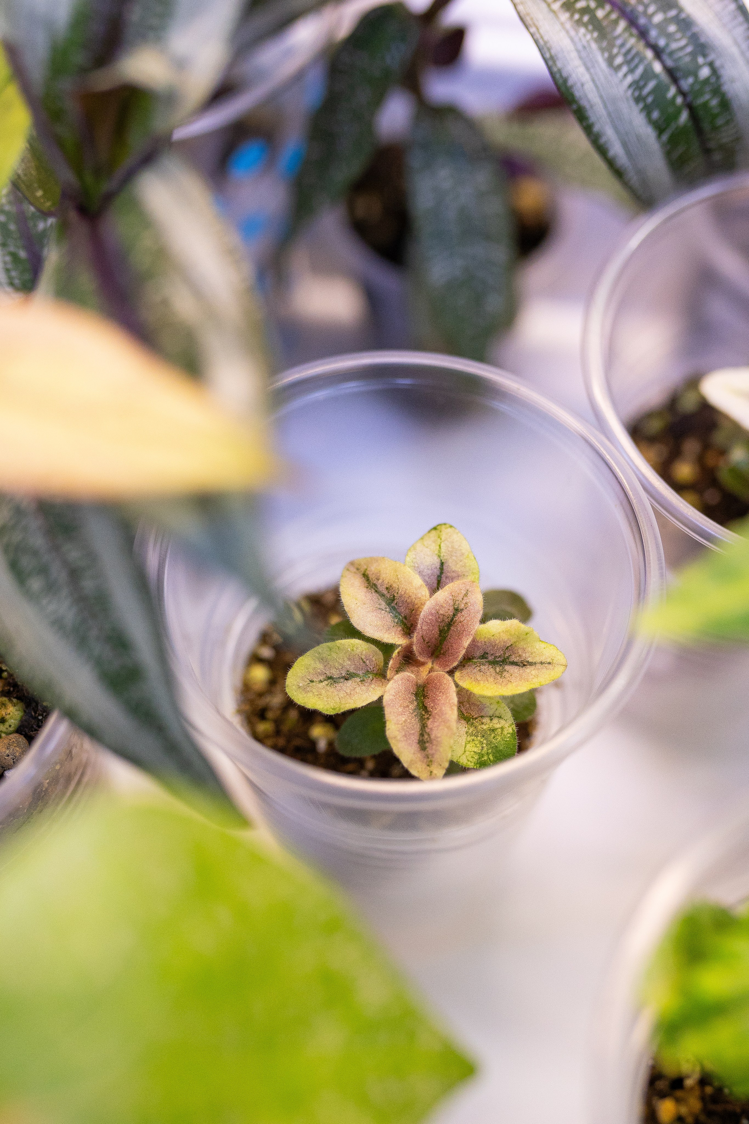 Орхидиум 12.2025. Александра Куликова фотограф, Москва