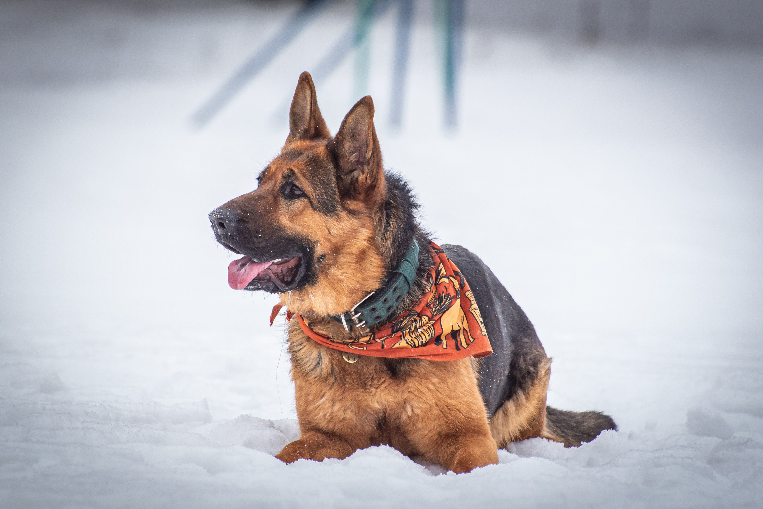 Фотосъёмка с собаками в Кинологическом лагере. Фотограф Макс Огурцов в Нижнем Новгороде