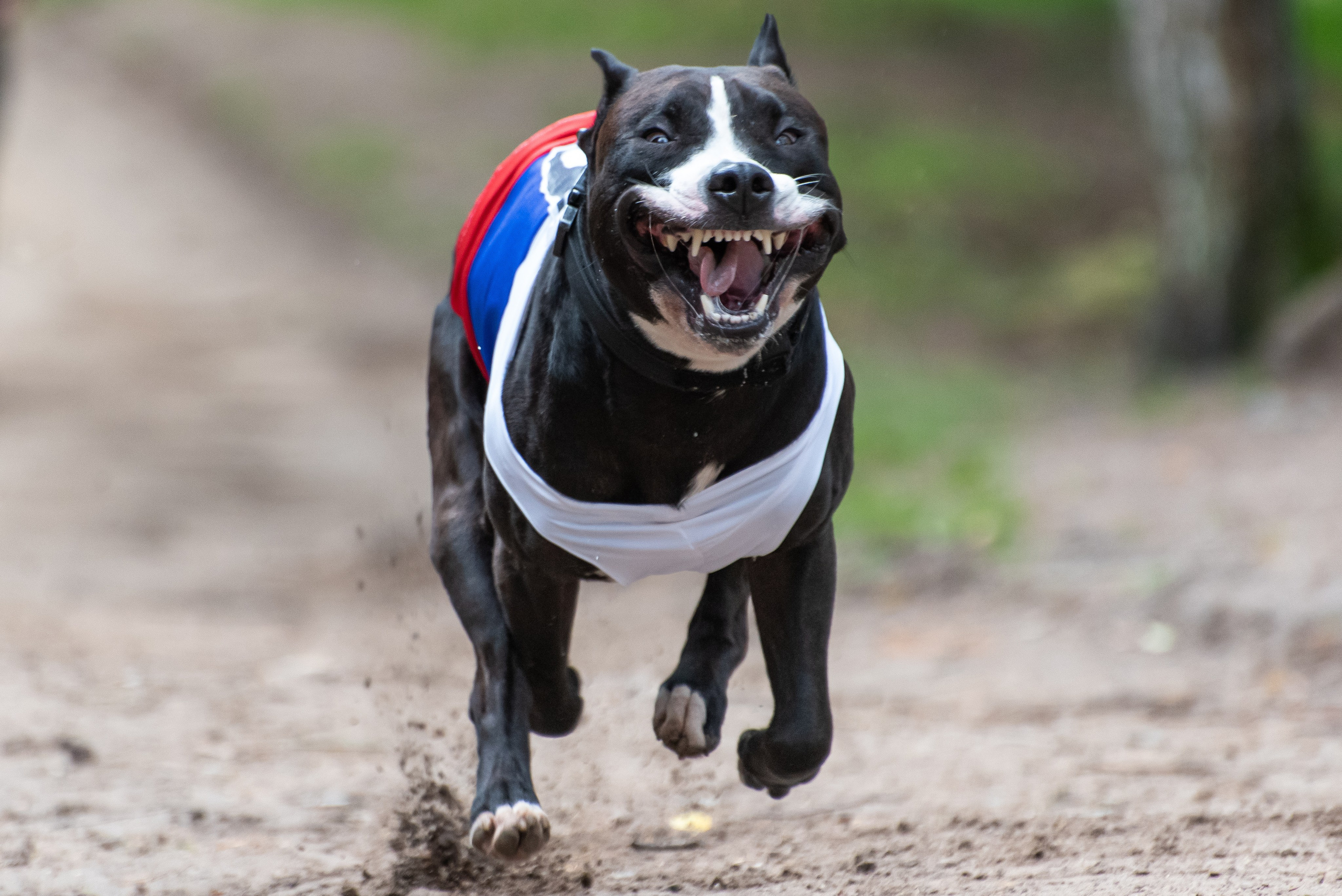 Всплеск эмоций 2023 Кинологический фестиваль. Фотограф Макс Огурцов в Нижнем Новгороде
