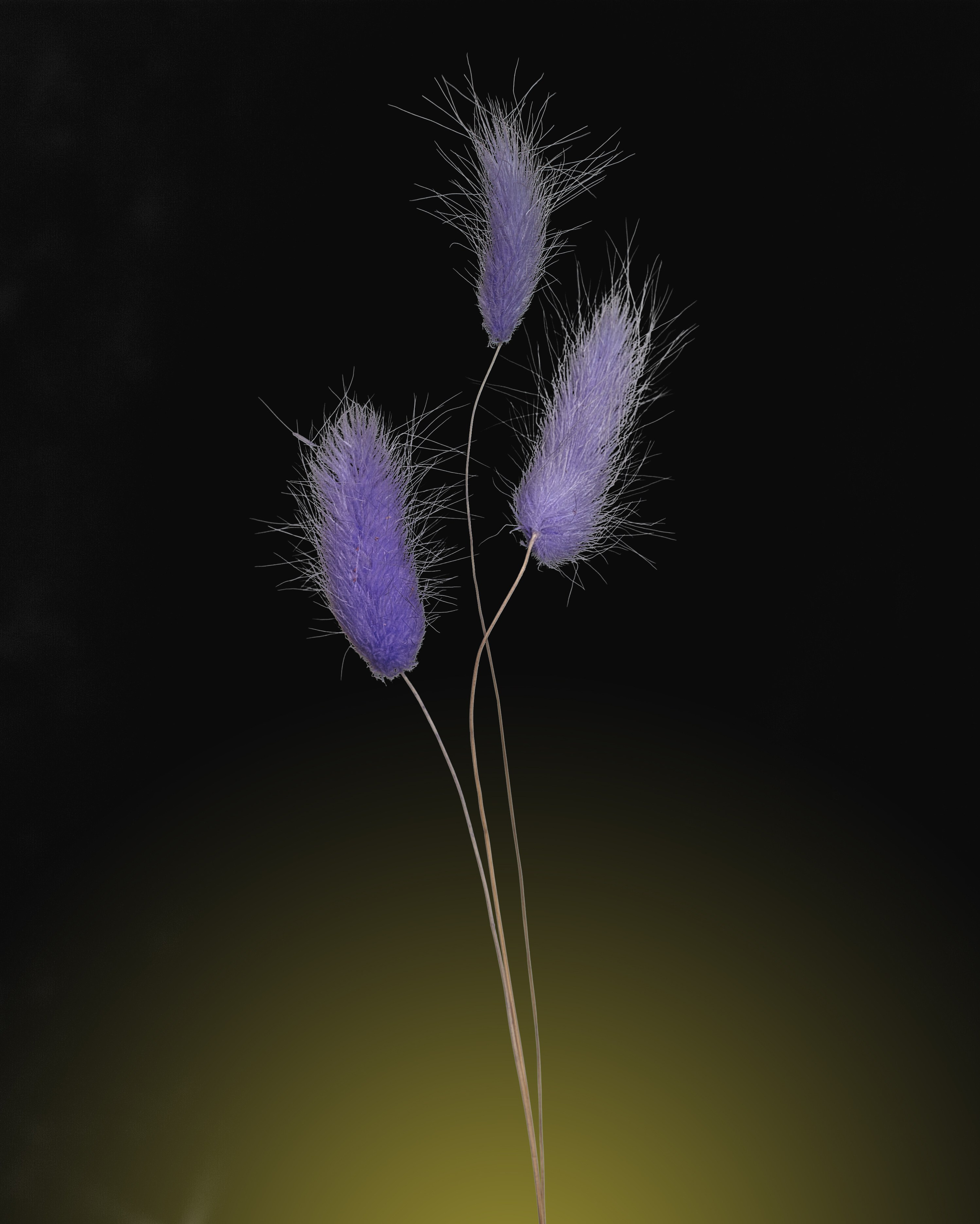 Цветы. Пейзажный и семейный фотограф в Санкт-Петербурге Александр Белов