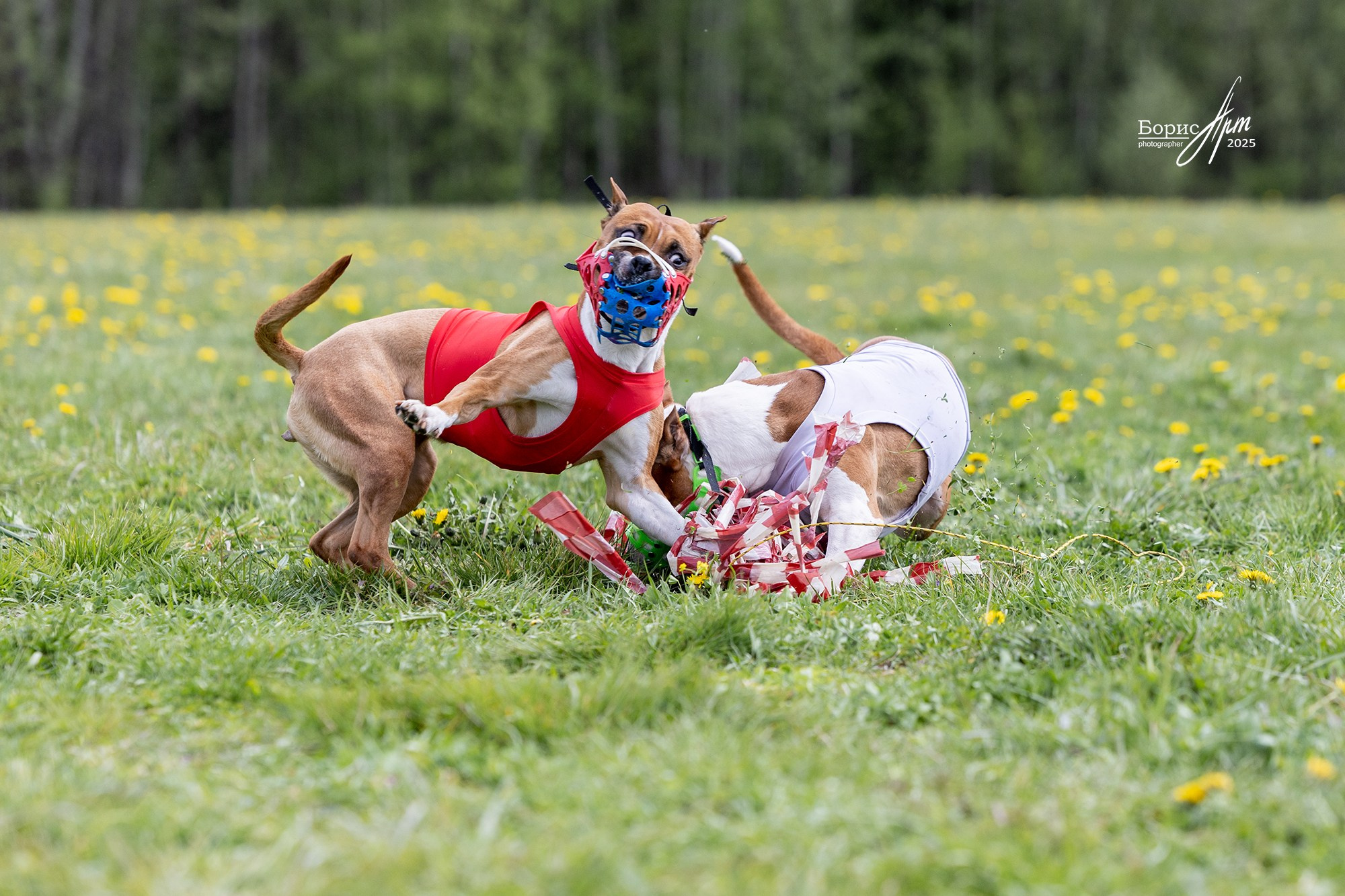 КУРСИНГ. Борис Артамонов фотограф — анималист. Москва