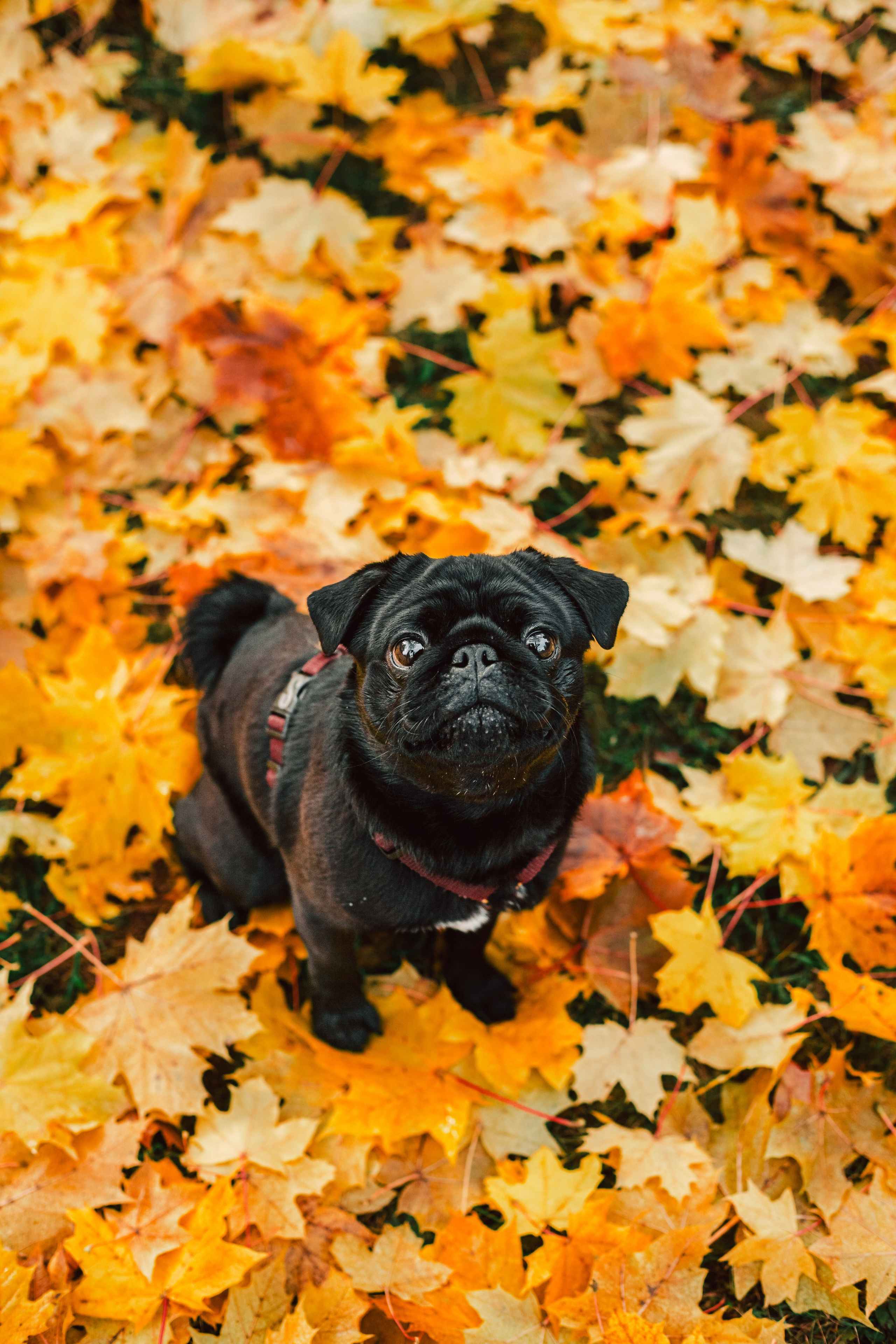 Оля, Харви, Луис. Фотограф-анималист Татьяна Степанова