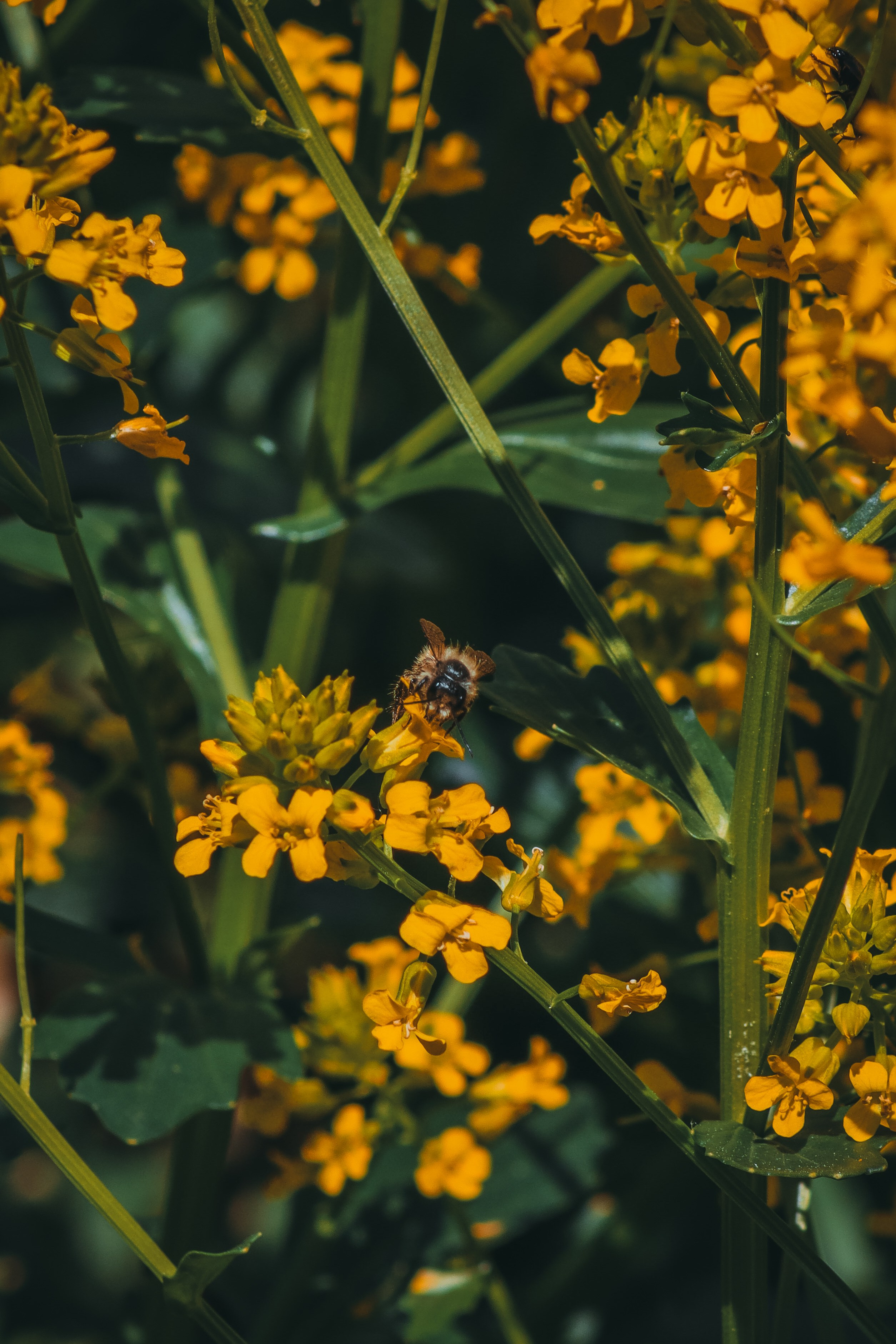 Р А С Т Е Н И Я. — Digital Noise —