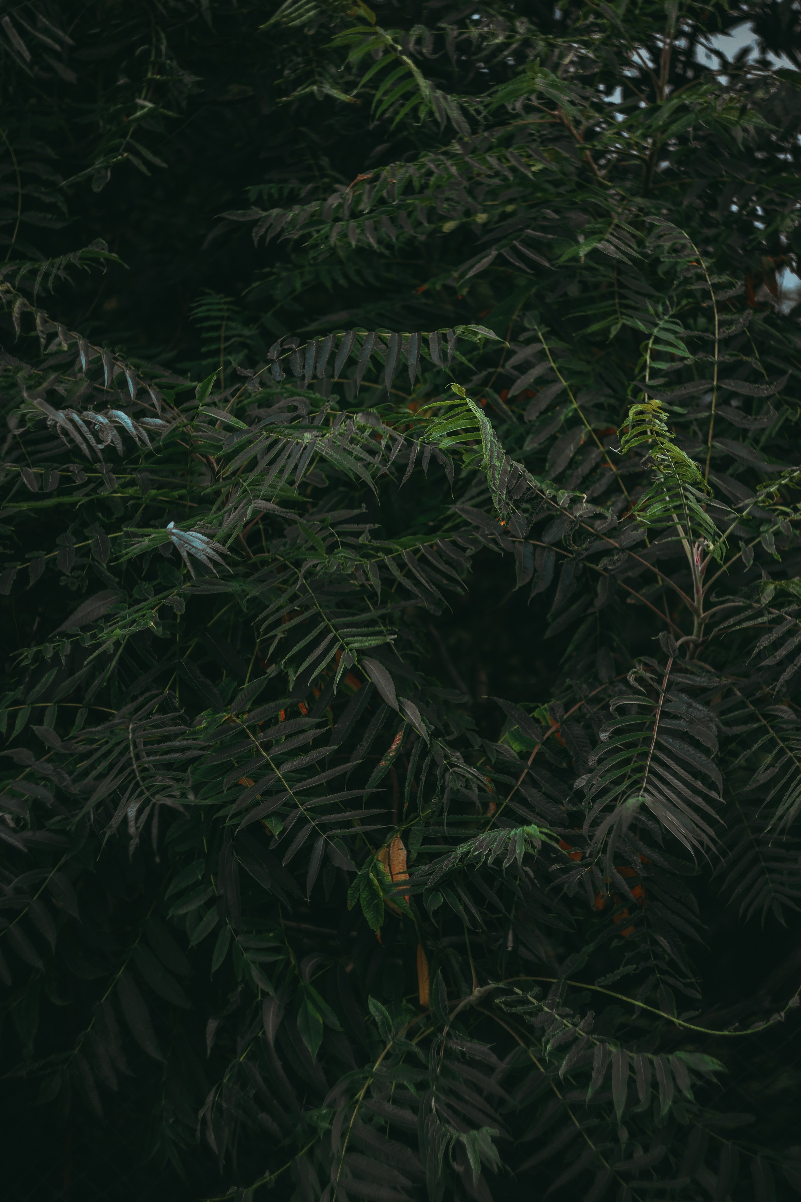 Т Е П Л Ы Й — З Е Л Е Н Ы Й. — Digital Noise —