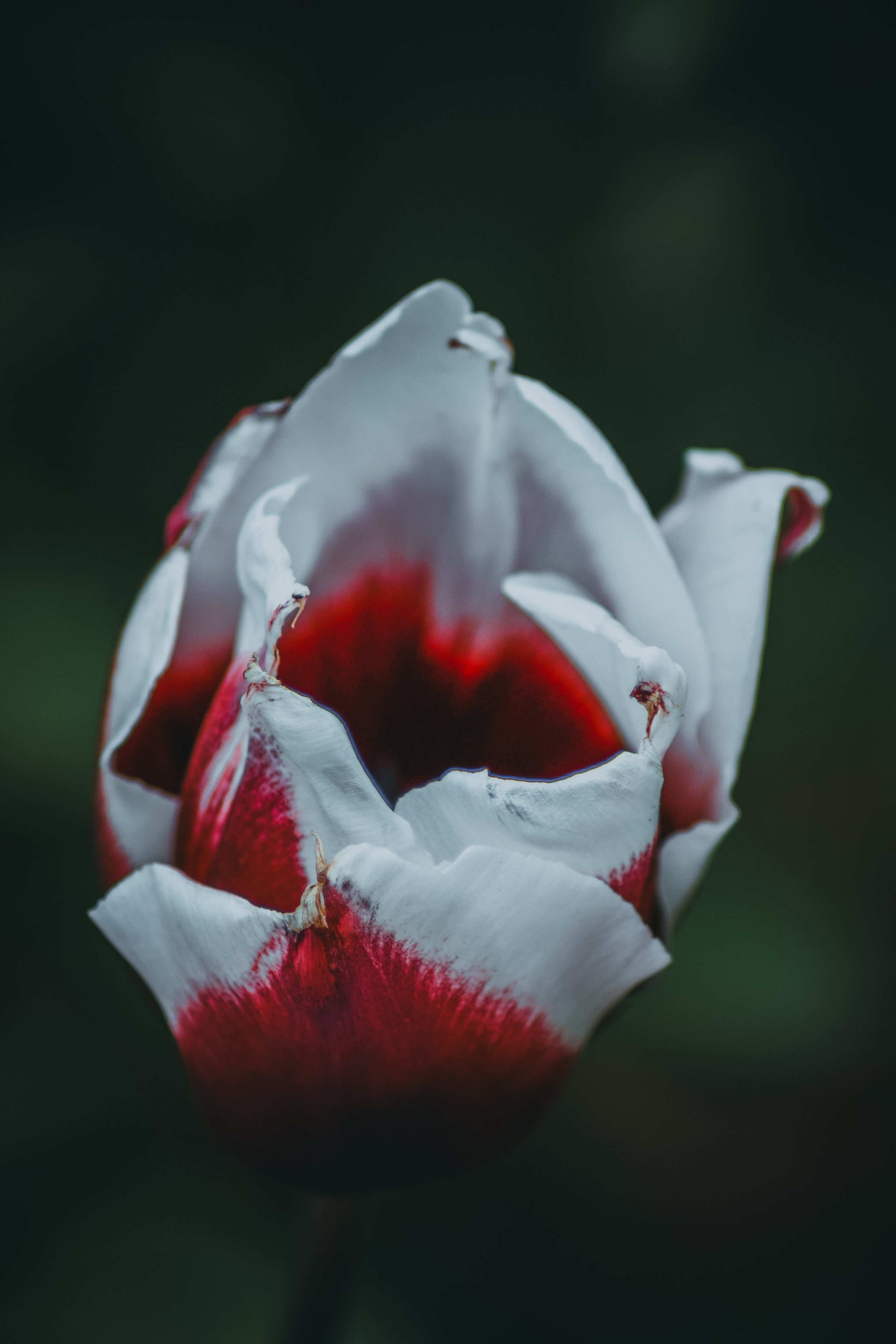 Р А С Т Е Н И Я. — Digital Noise —