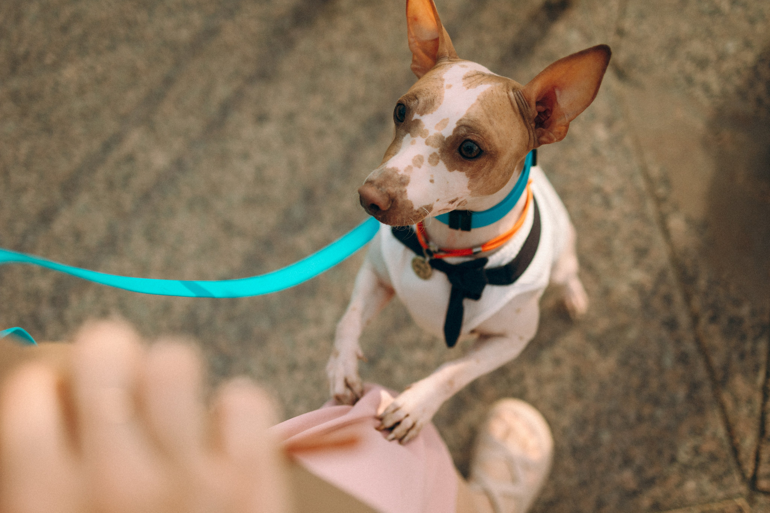 Глаша, Айрон, Ксюша и Оля. Фотограф анималист Анастасия Пикей
