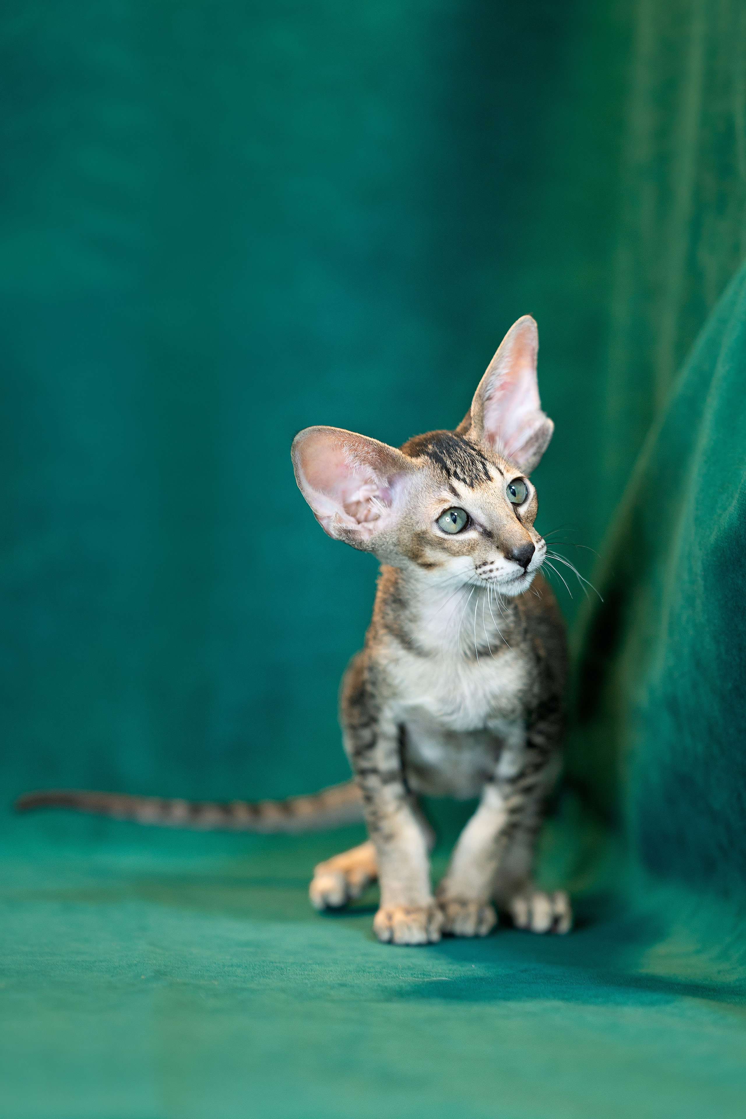 Заводчик Юлия Панова. Творческий фотограф Вологда