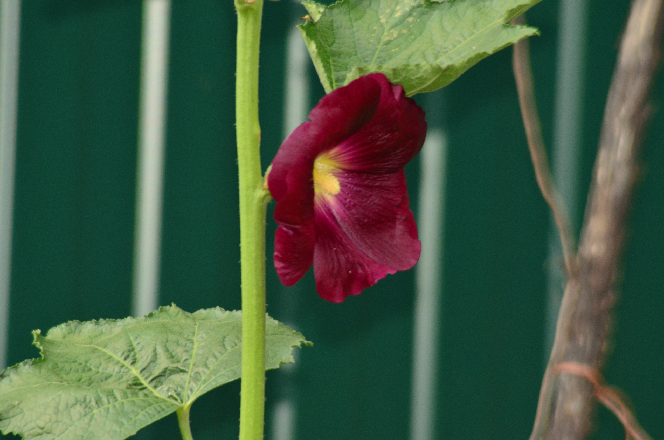 Дары природы. Фотограф viktor viktor