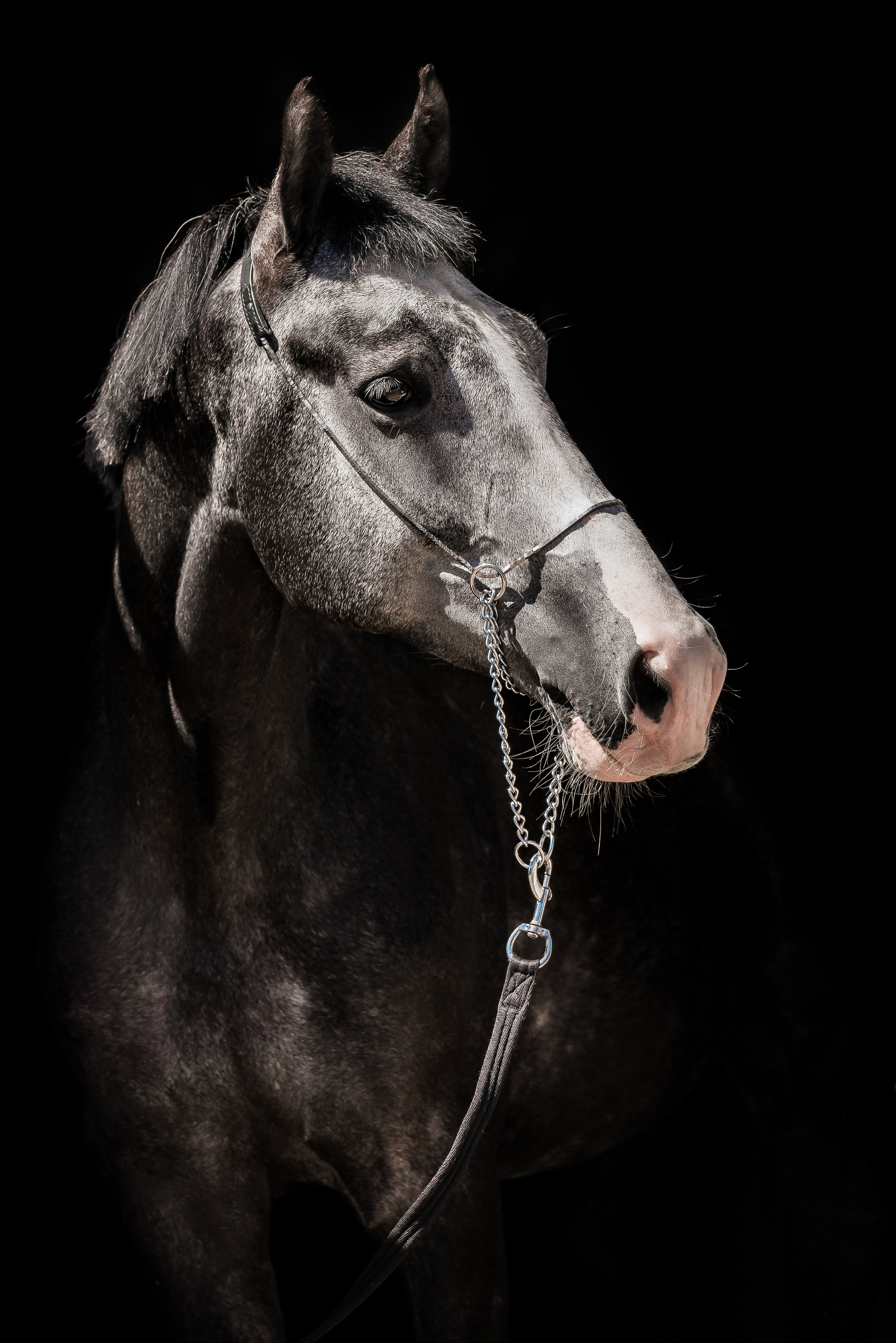 Волхов. Куракина Дарья • Конный фотограф