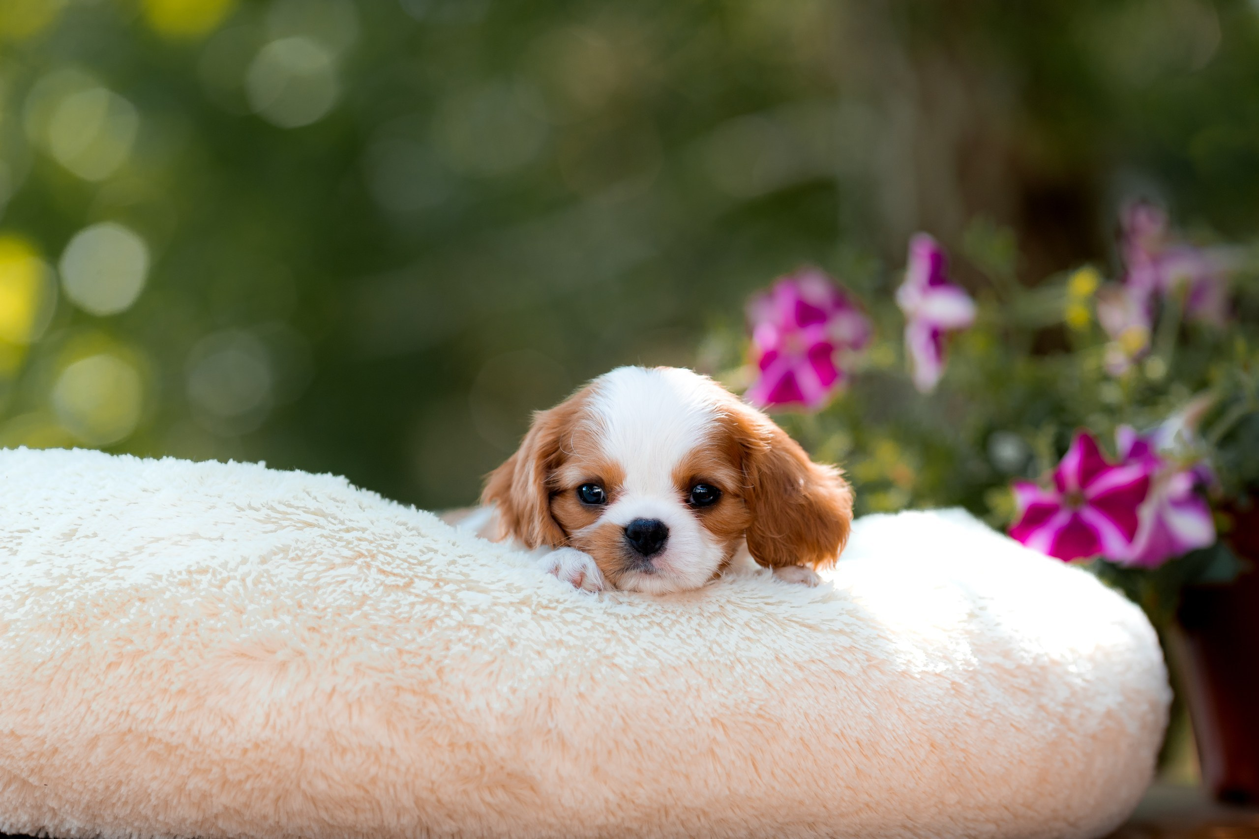 Belle Destino (питомник): щенки. Портретный и репортажный фотограф в Воронеже: Анастасия Пузикова