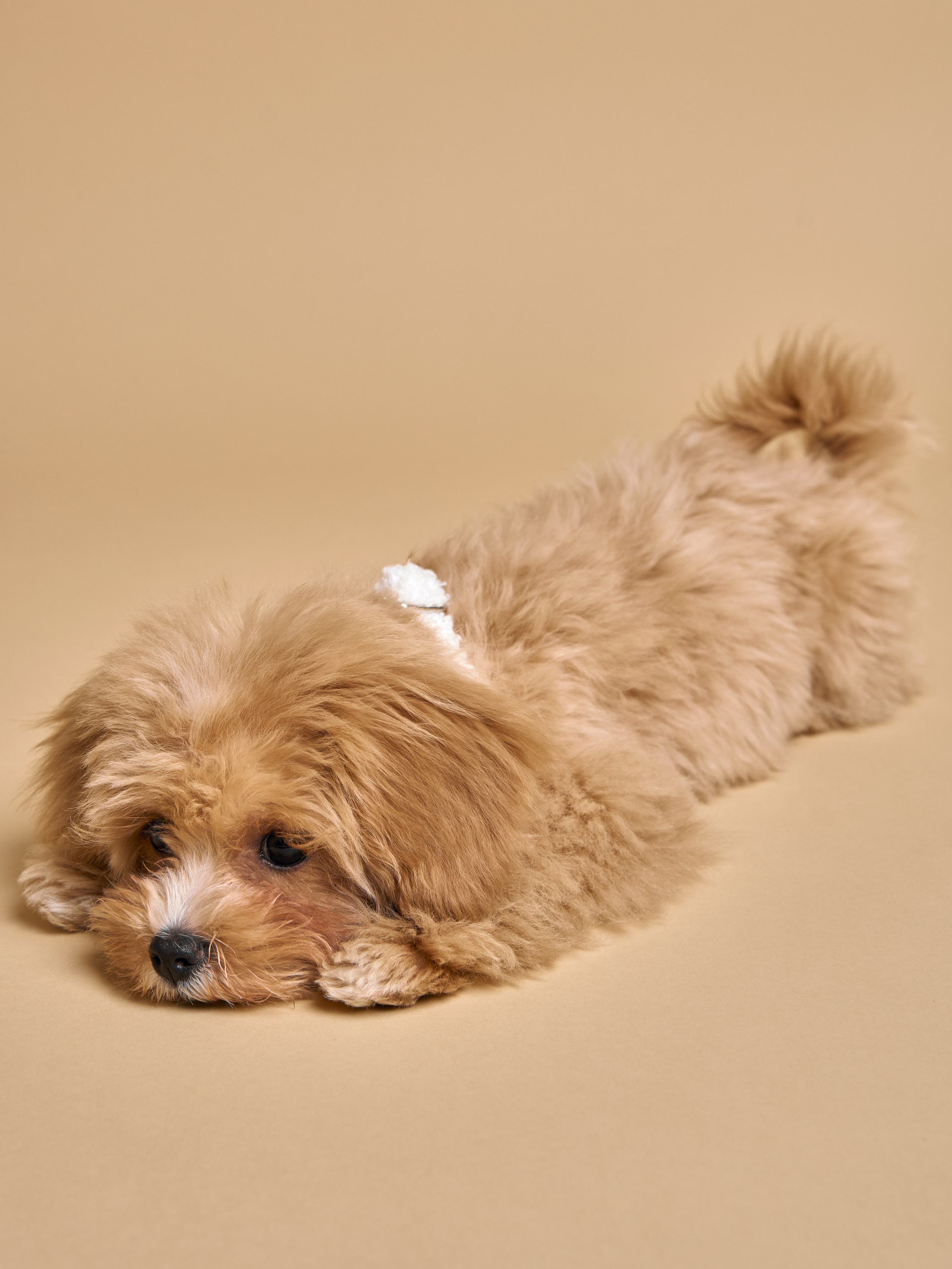 TEDDY’S treasures commercial. Anastasia Patshina