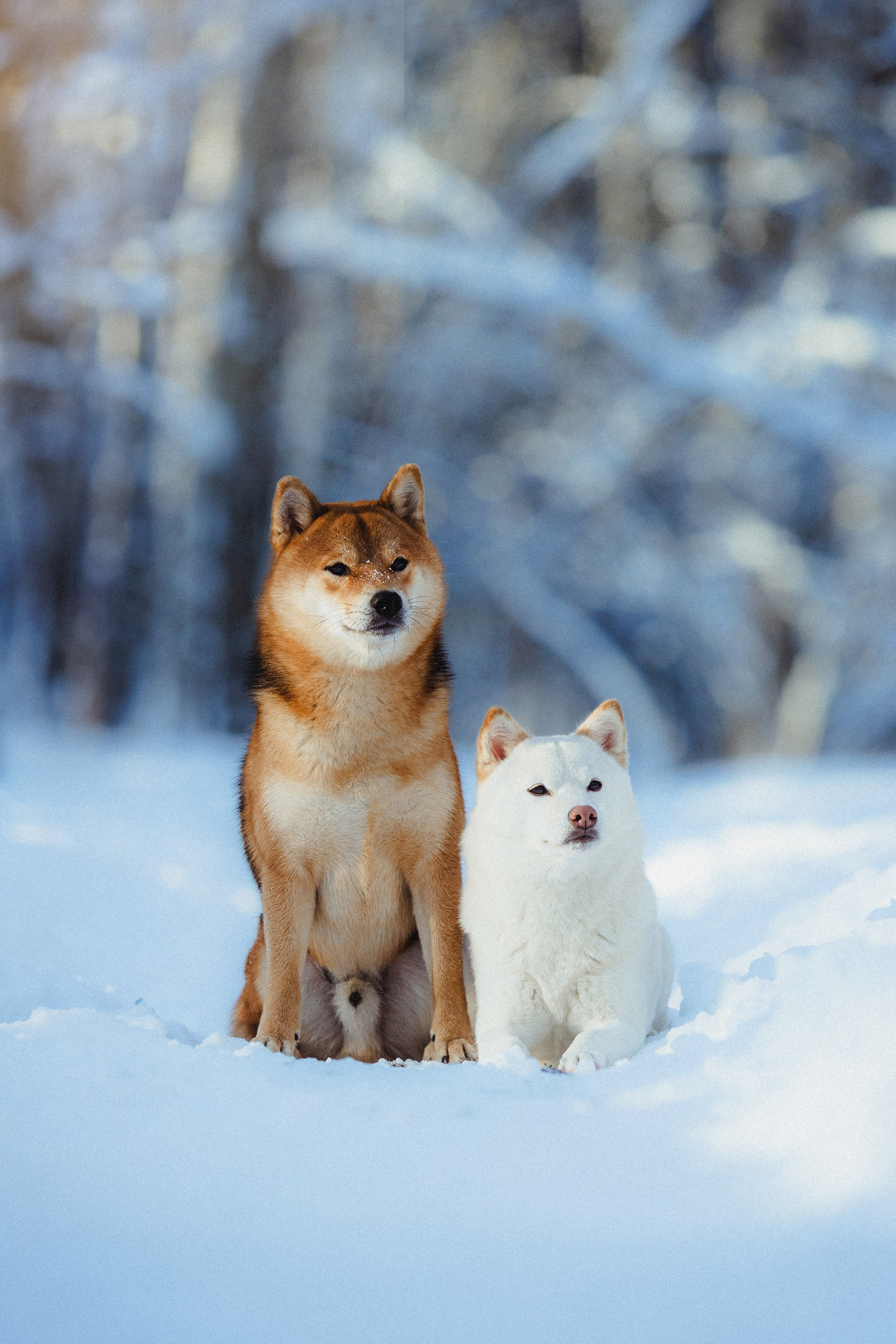 Шед, Цири и Ира