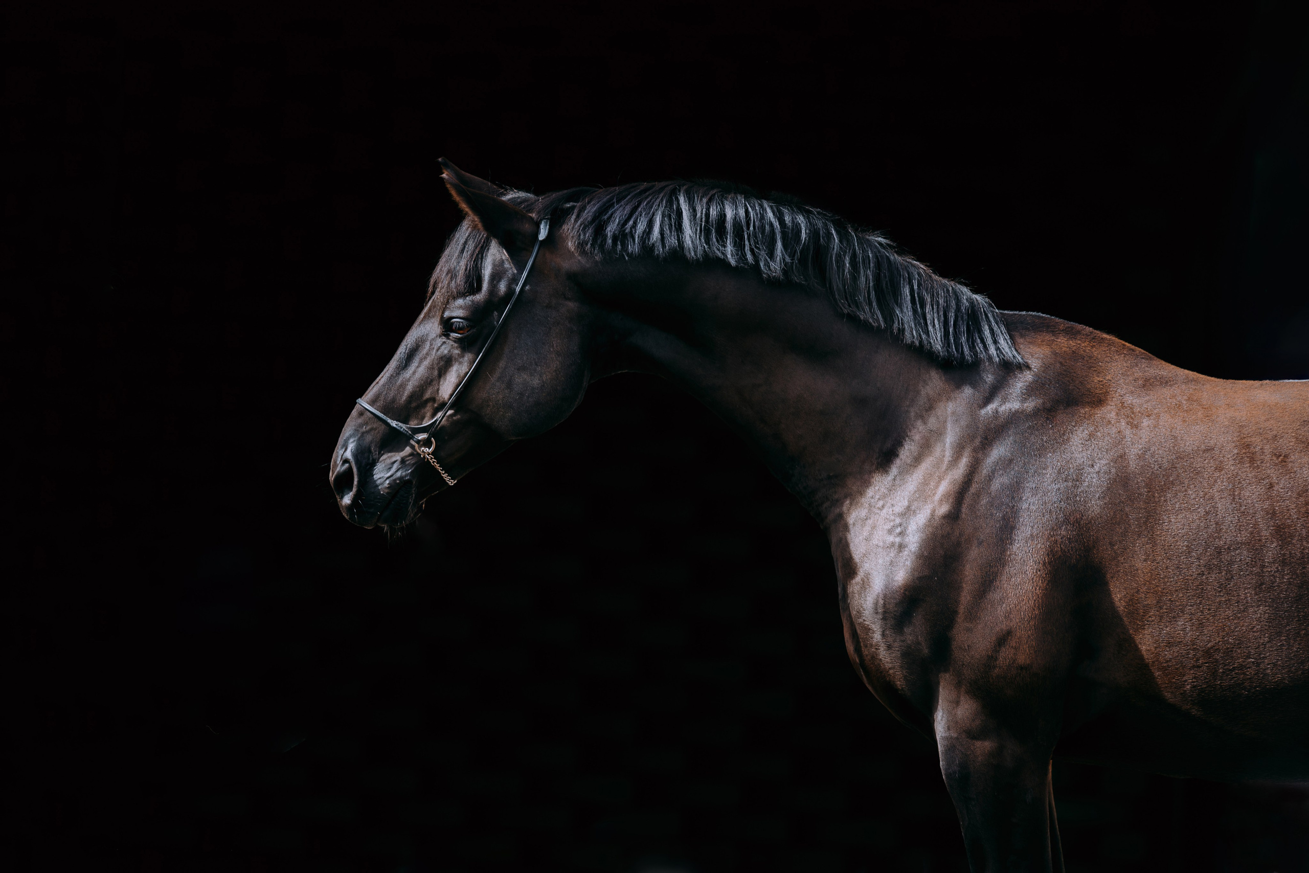 На черном фоне. Фотограф-анималист Ксендзова Кристина