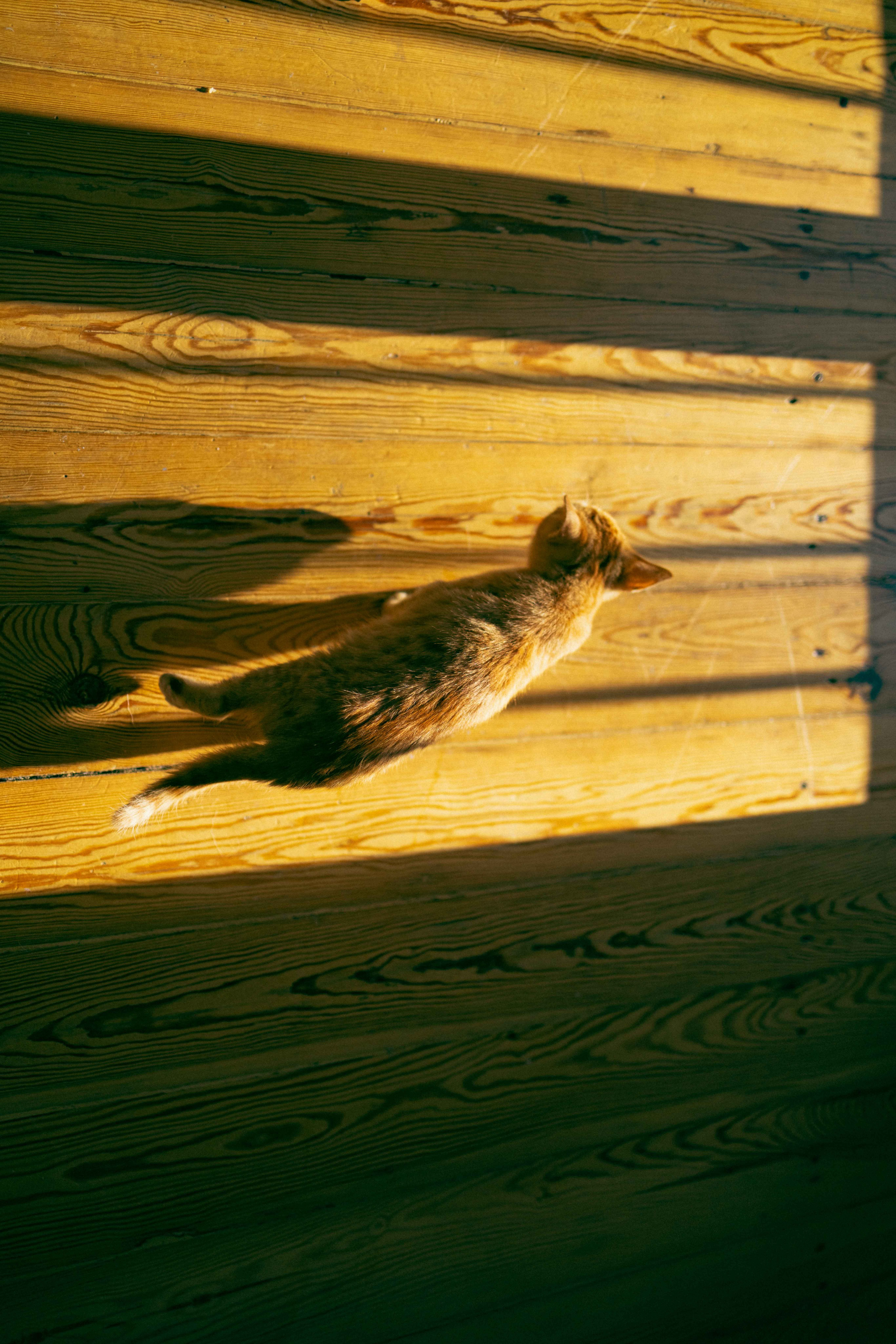 Кускус. Фотограф-анималист в Москве Лера Черноног