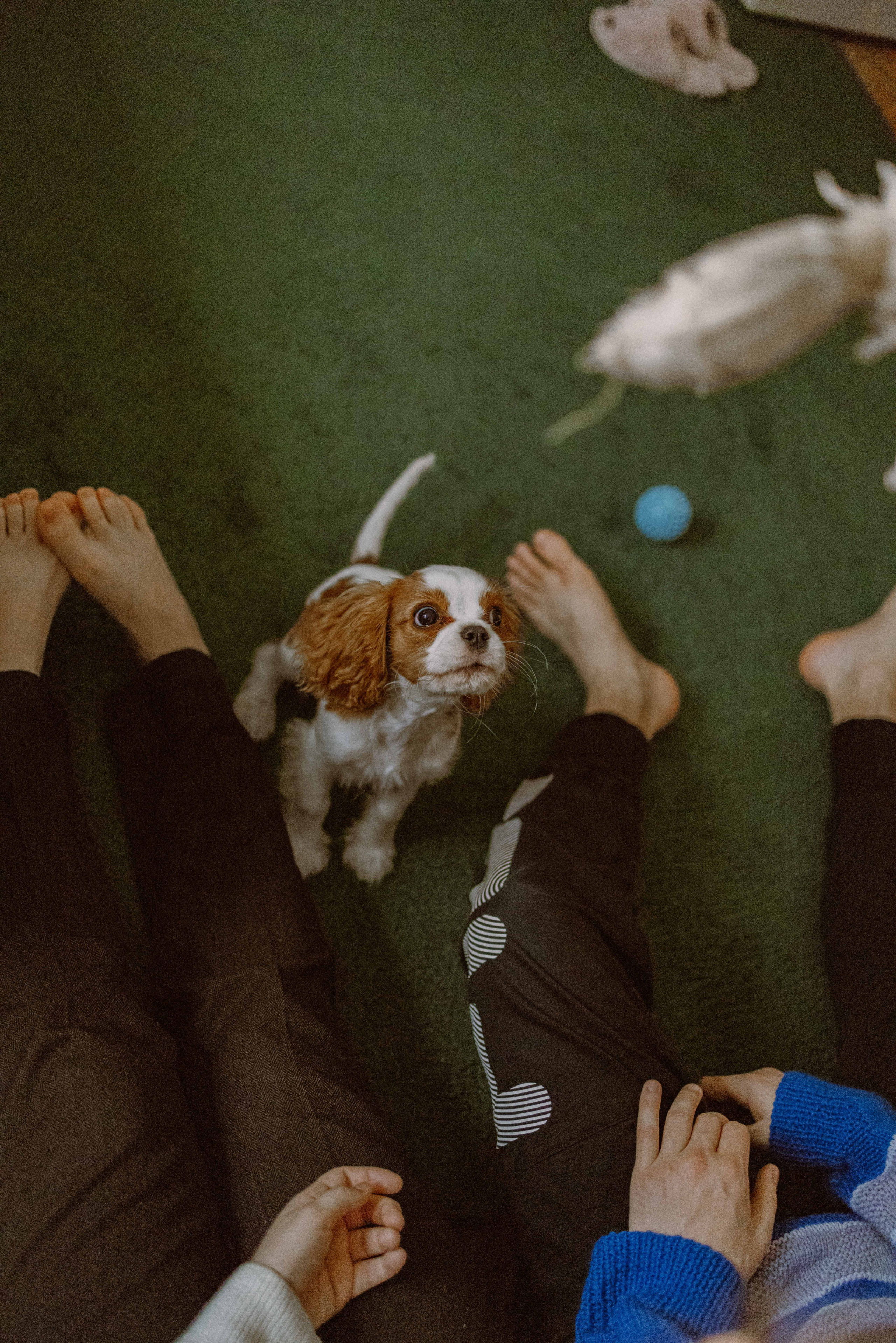 Юля и Кипр. Фотограф-анималист в Москве Лера Черноног