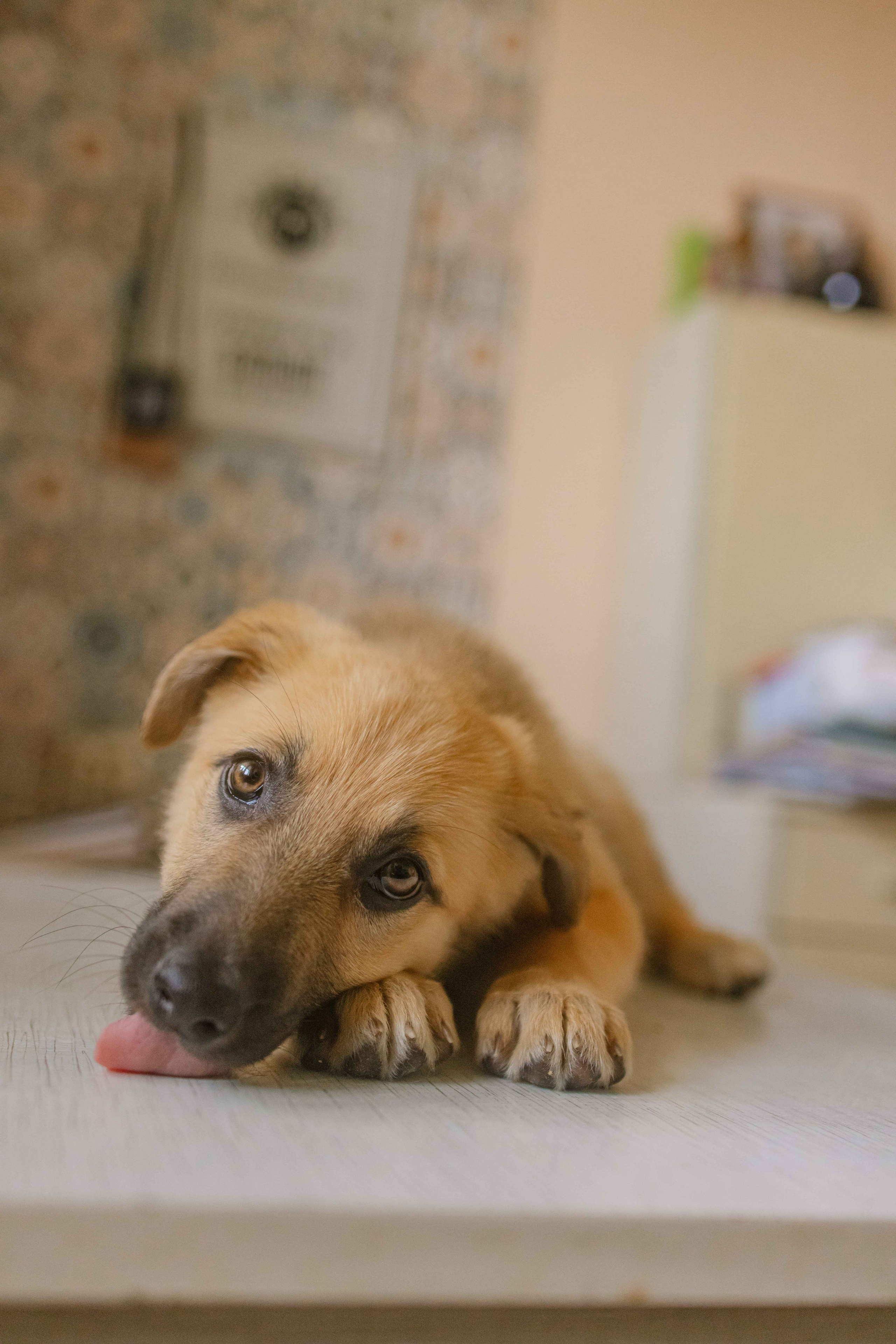 Щеночки на кухне. Фотограф-анималист в Москве Лера Черноног