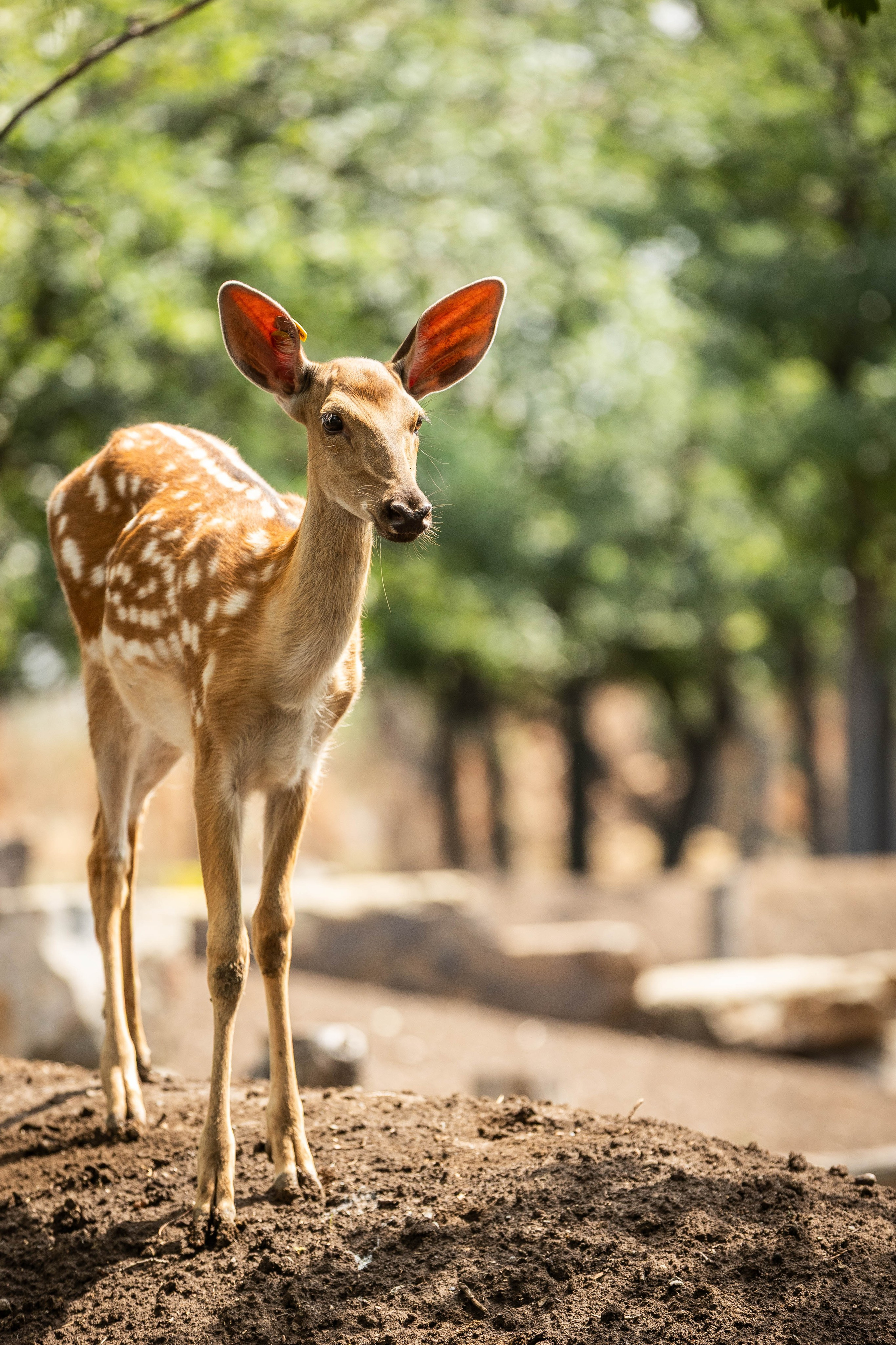 Зоопарк Малинки. Фотограф-АниМалист Анна Абрамова