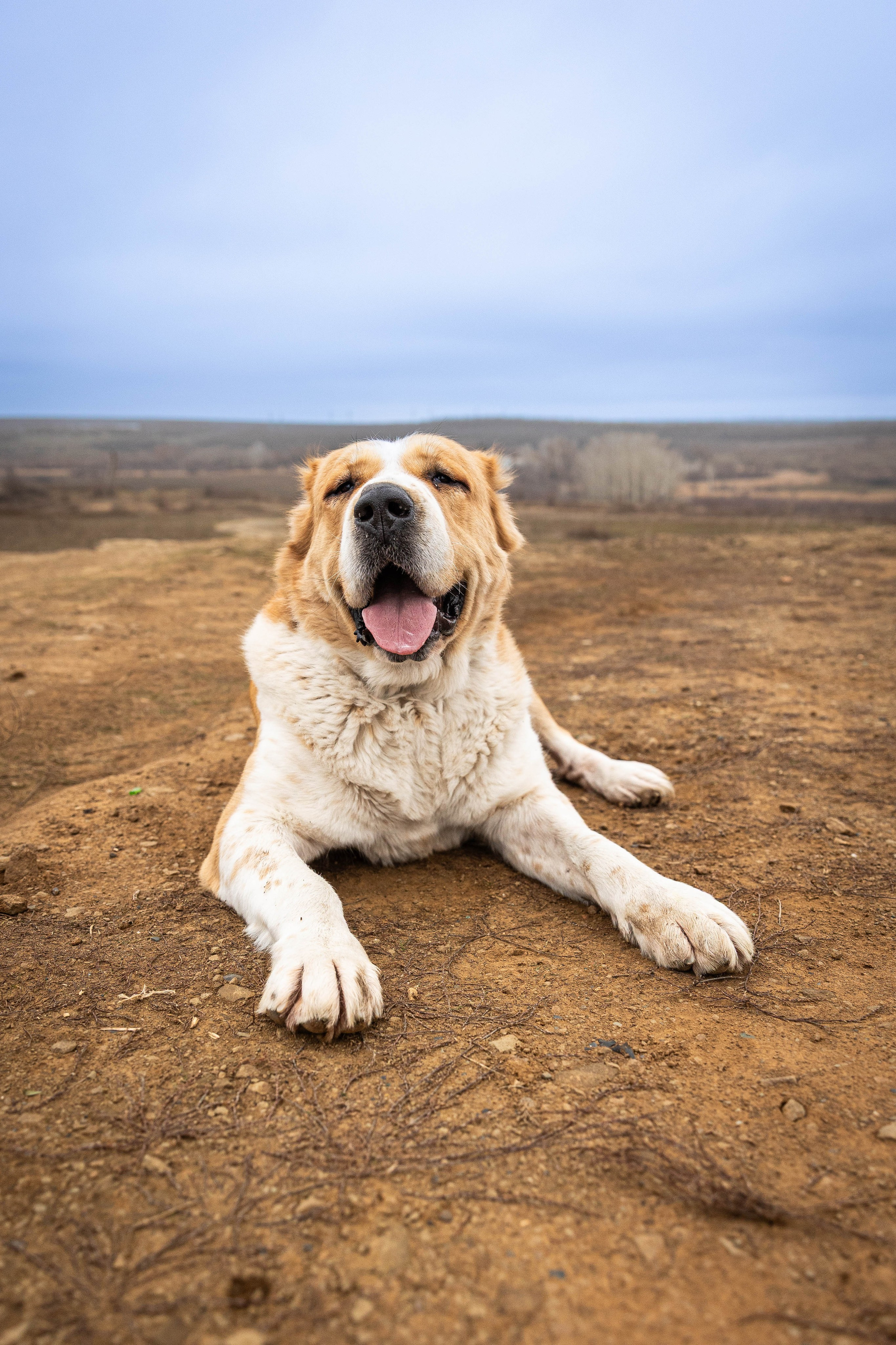Пальма. Фотограф-АниМалист Анна Абрамова