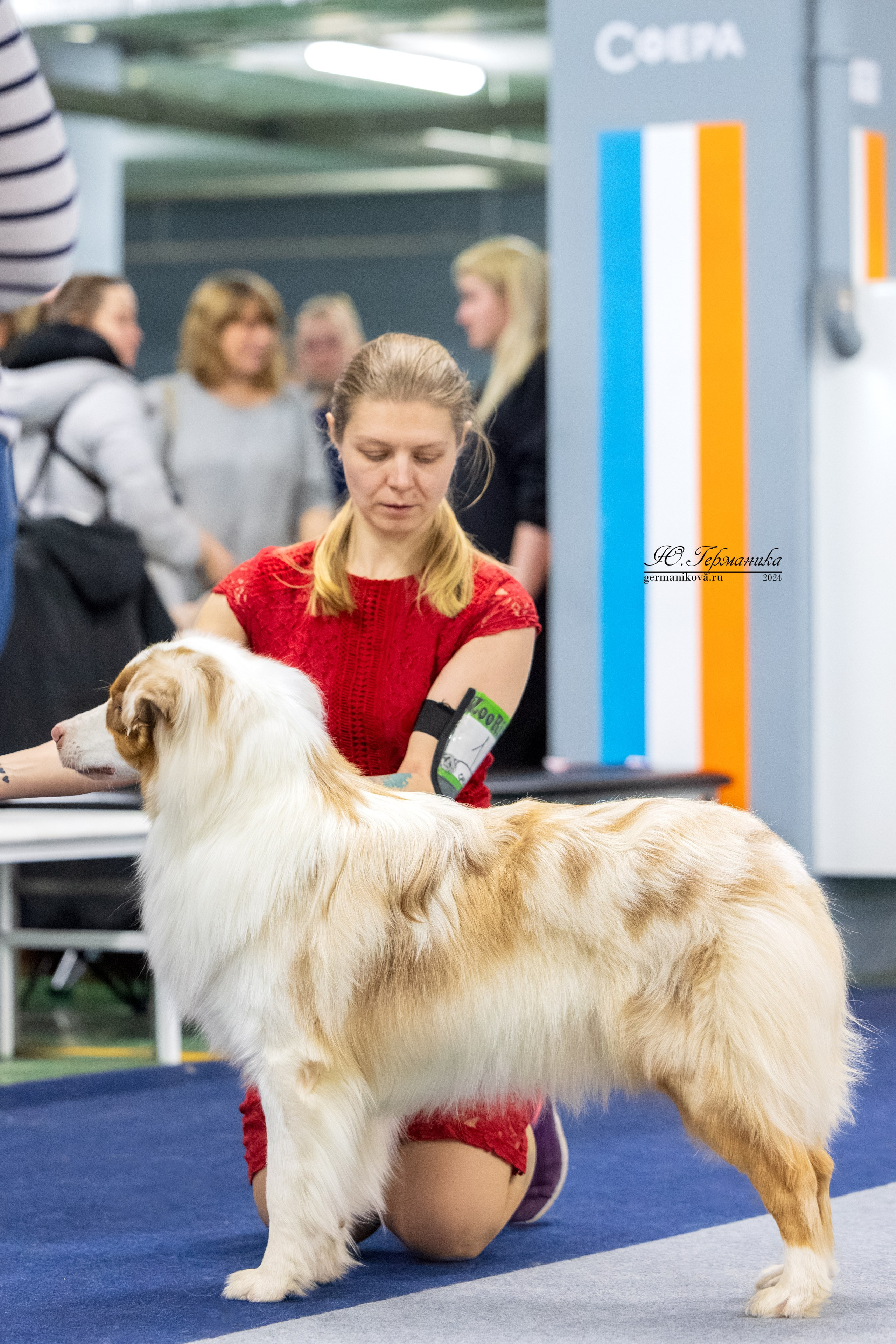 Сфера 08 и 10.03.2024 2хмоно ротвейлеров+2хмоно сао. Фотограф-анималист Юлия Германика
