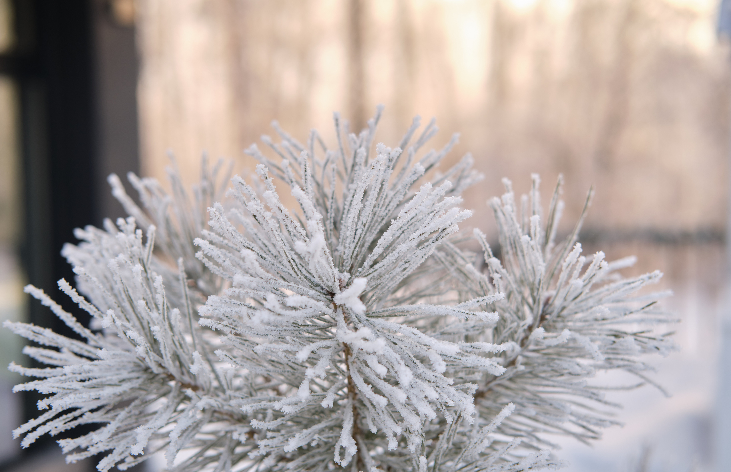 Семья Лионовых. Фотограф в Новокузнецке Анна Абузярова