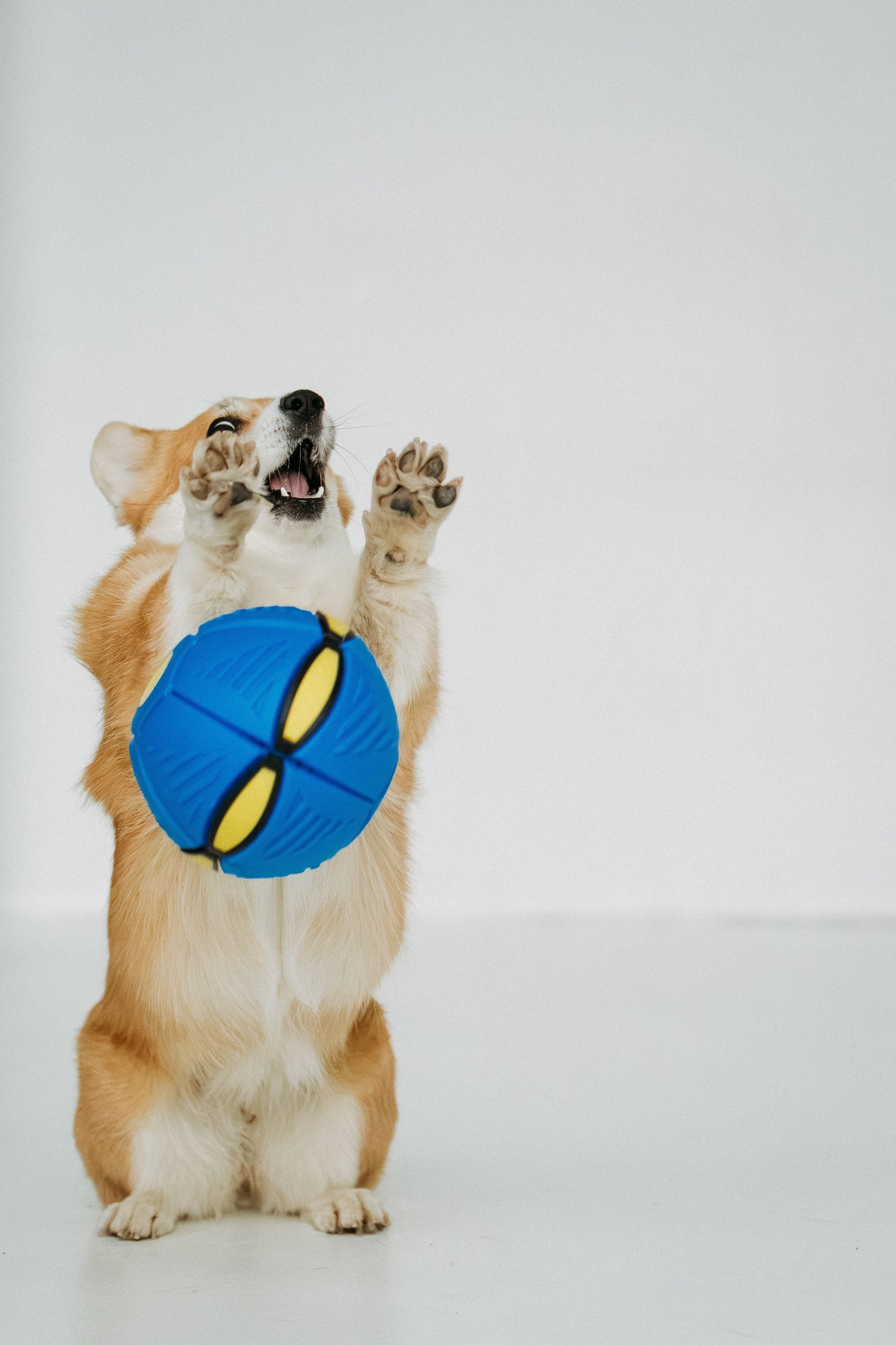 Мячи-попрыгуны. Фотораф — анималист Мария Шистка