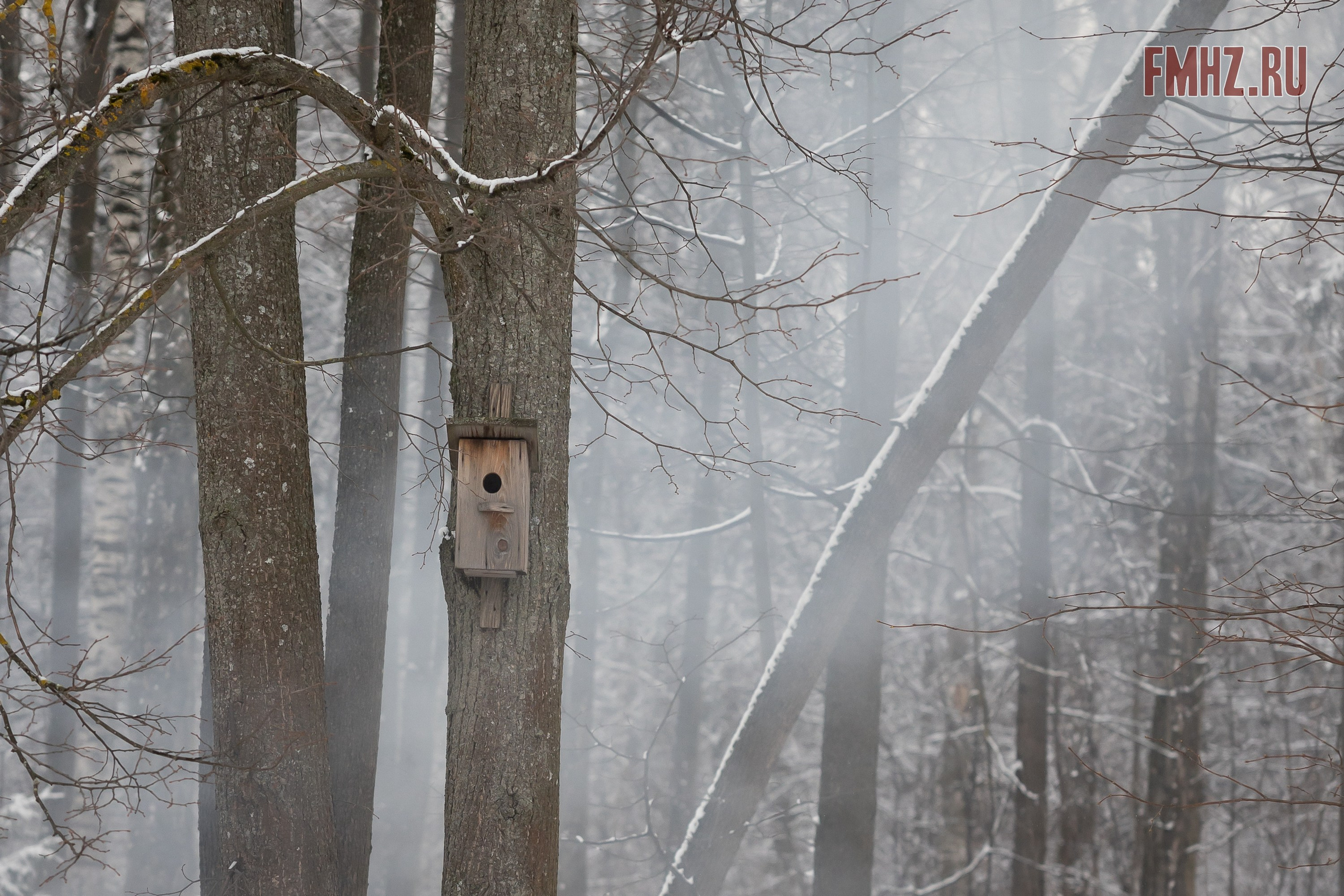 Масленица на аллее памяти «Вечный сезон» 02.03.2025. Фотограф Владимир Охрименко